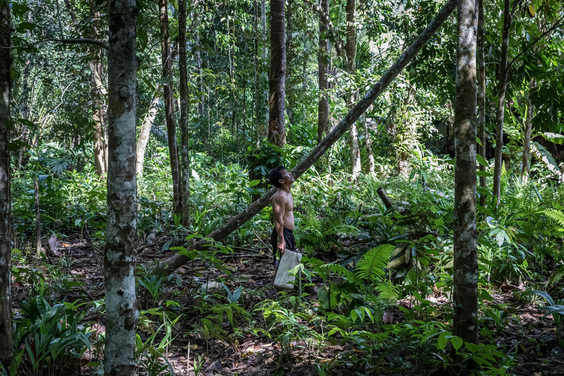A Kayan indigenous person locating fruit to fetch. Tropical rainforest in Sarawak, Malaysian Borneo, February 2020