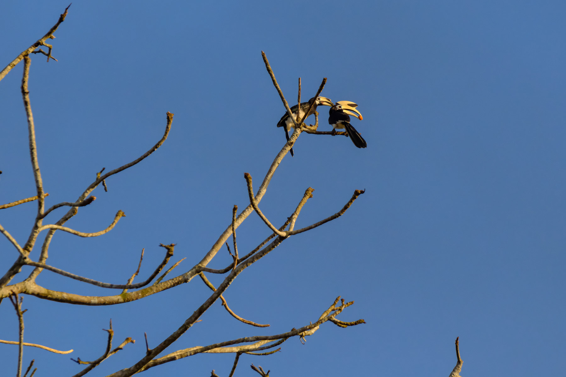 A couple of hornbill, Kinabatangan in Borneo, Malaysia, February 2024