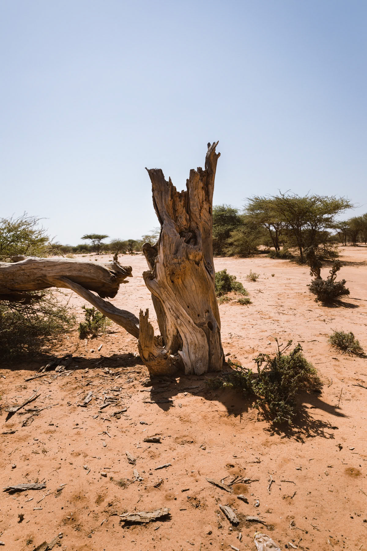 Desertification process accelerated by 4 years of drought. Togdheer district in eastern Somaliland, October 2017