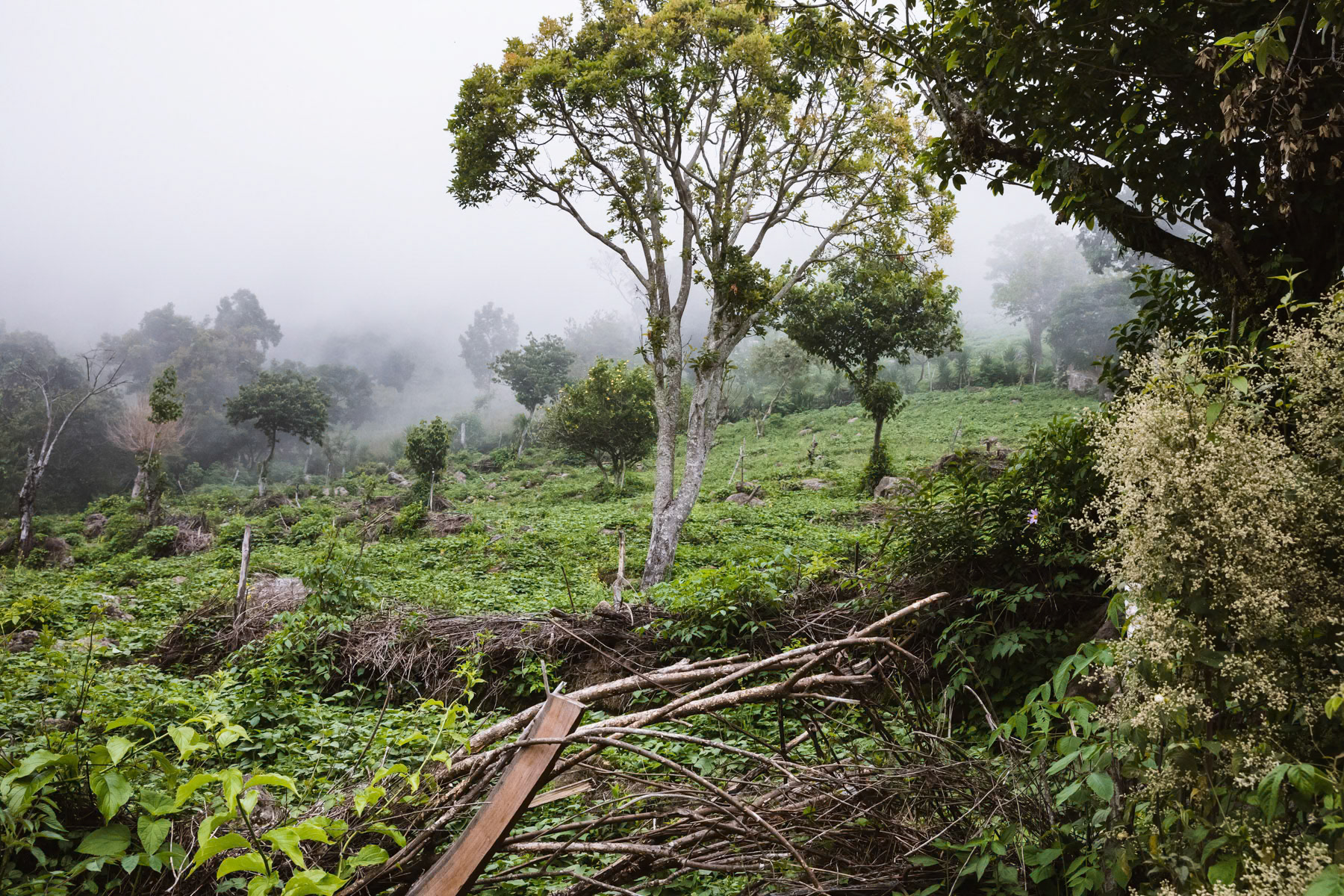 High altitude coffee plantation. Due to climate change and rising temperature coffee producers plant the coffee at higher altitudes sometimes higher than 2000m what would have been unimaginable 25 years ago. Coffee production is one of the most important export commodity for El Salvador. El Pital mountains, Los Planes in San Ignacio region, El Salvador, April 2019