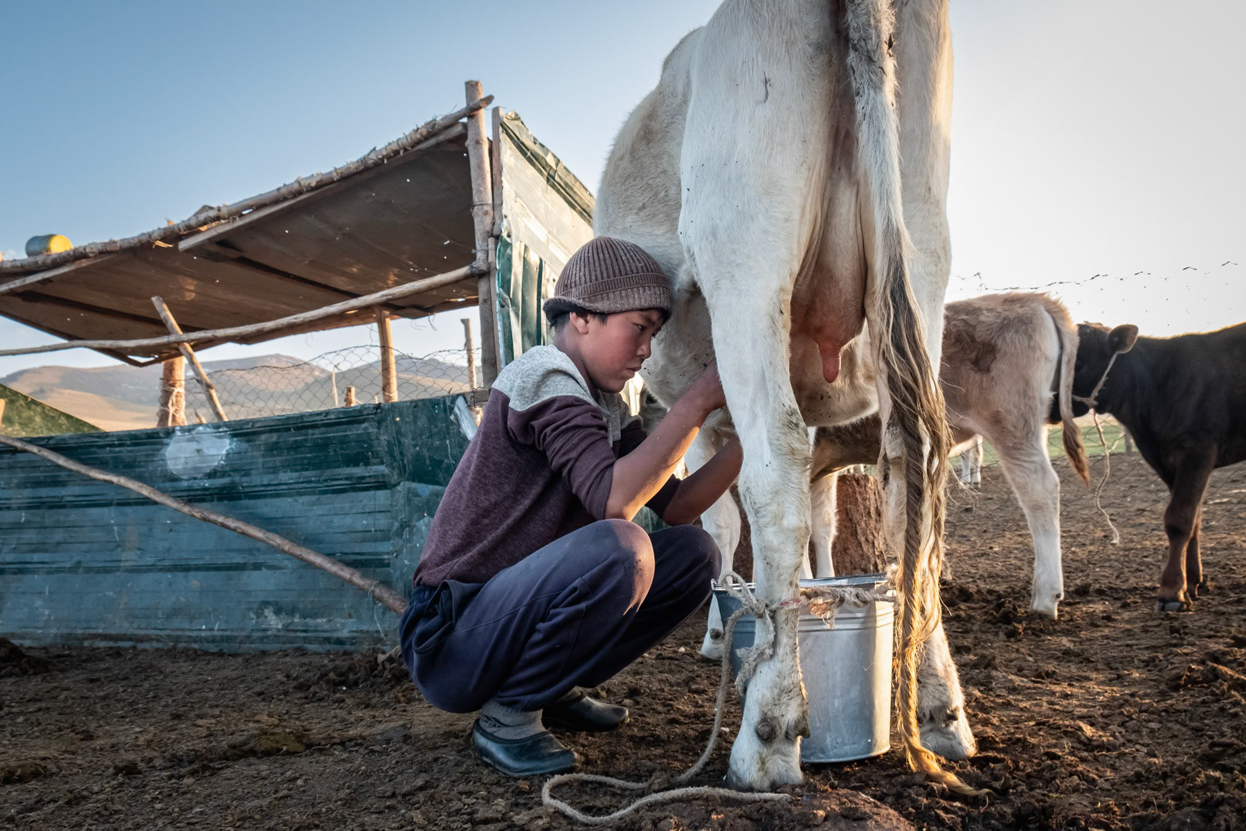 A boy from the Naryn region milking the few cows owned by his family. Livestock is the main subsistance in Kyrgyzstan. Climate change, droughts and soil degradation are affecting their livelihood at unprecedented levels in the past years. Ak Tal, Naryn region, Kyrgyzstan, August 2021