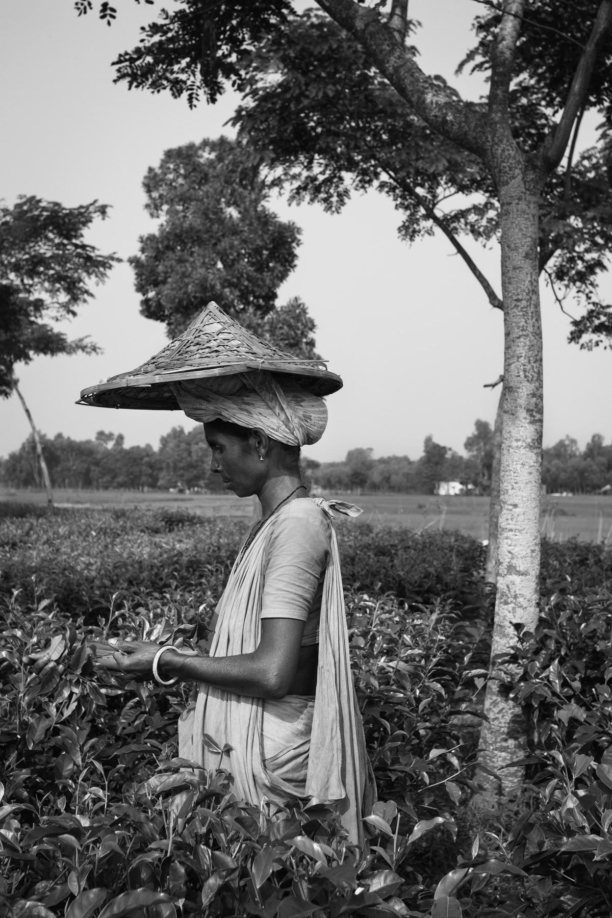 Tea picker in the Finlay estate fields of Srimangal, Bangladesh, September 2014