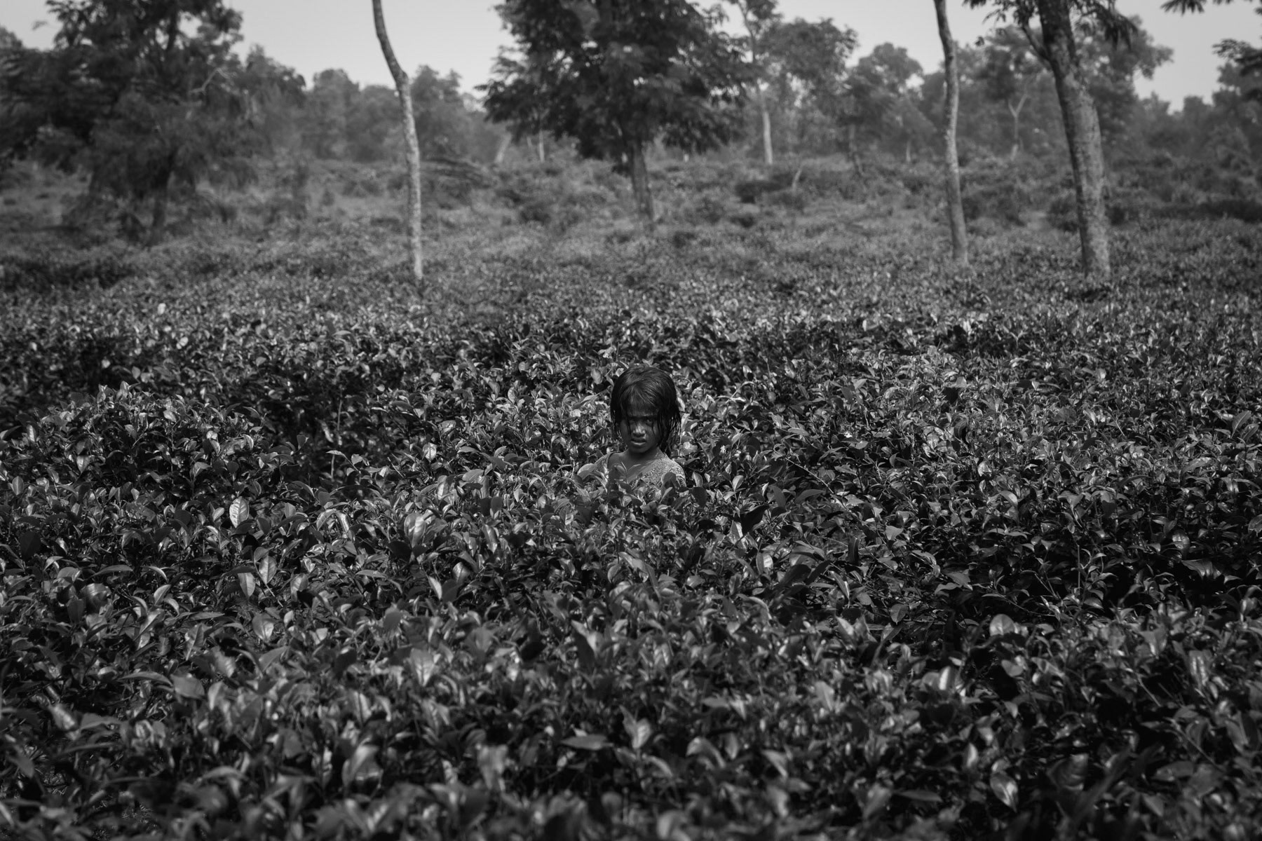 Srimangal tea fields, Bangladesh, September 2014