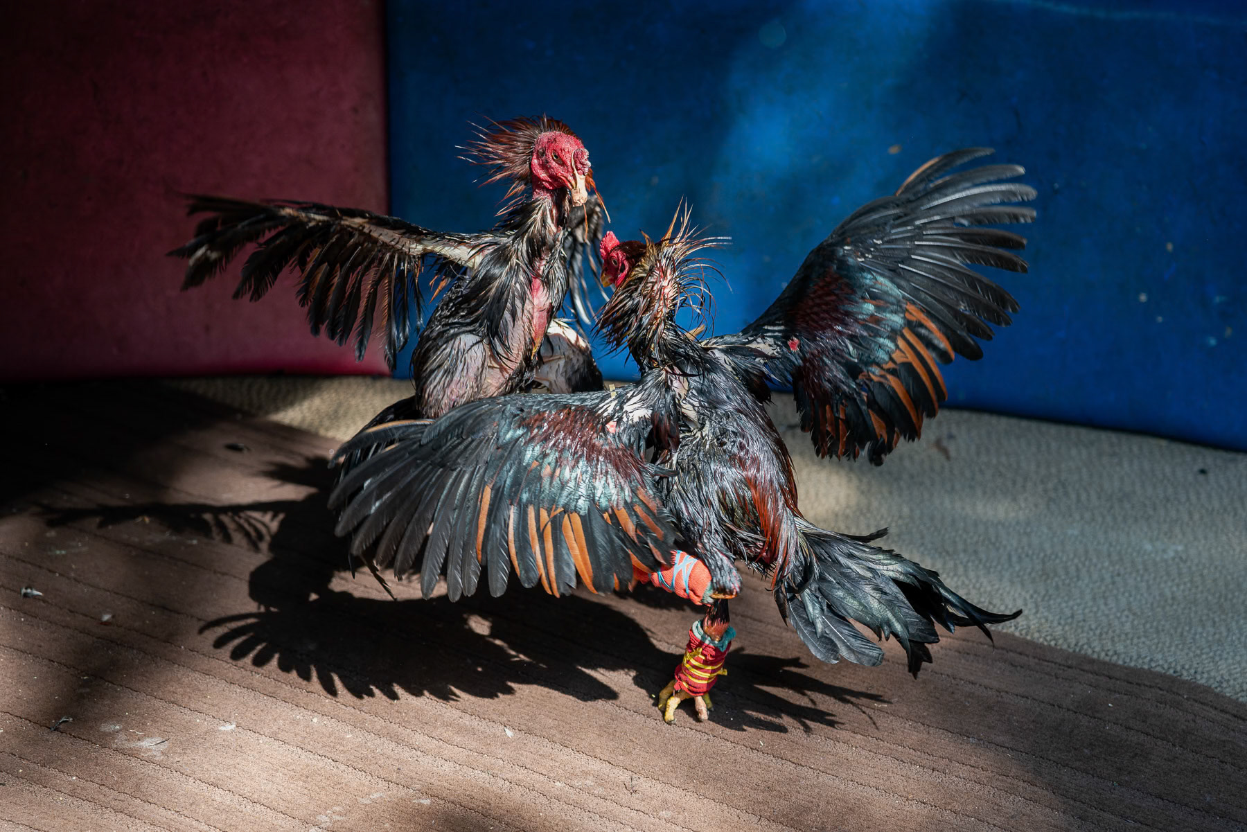 Rooster fight training session. A fight is decided when one of the roosters runs away or starts to cry. Rooster fighting is not a dead fight as may sometimes be portrayed. Kanchanaburi, Thailand, January 2025