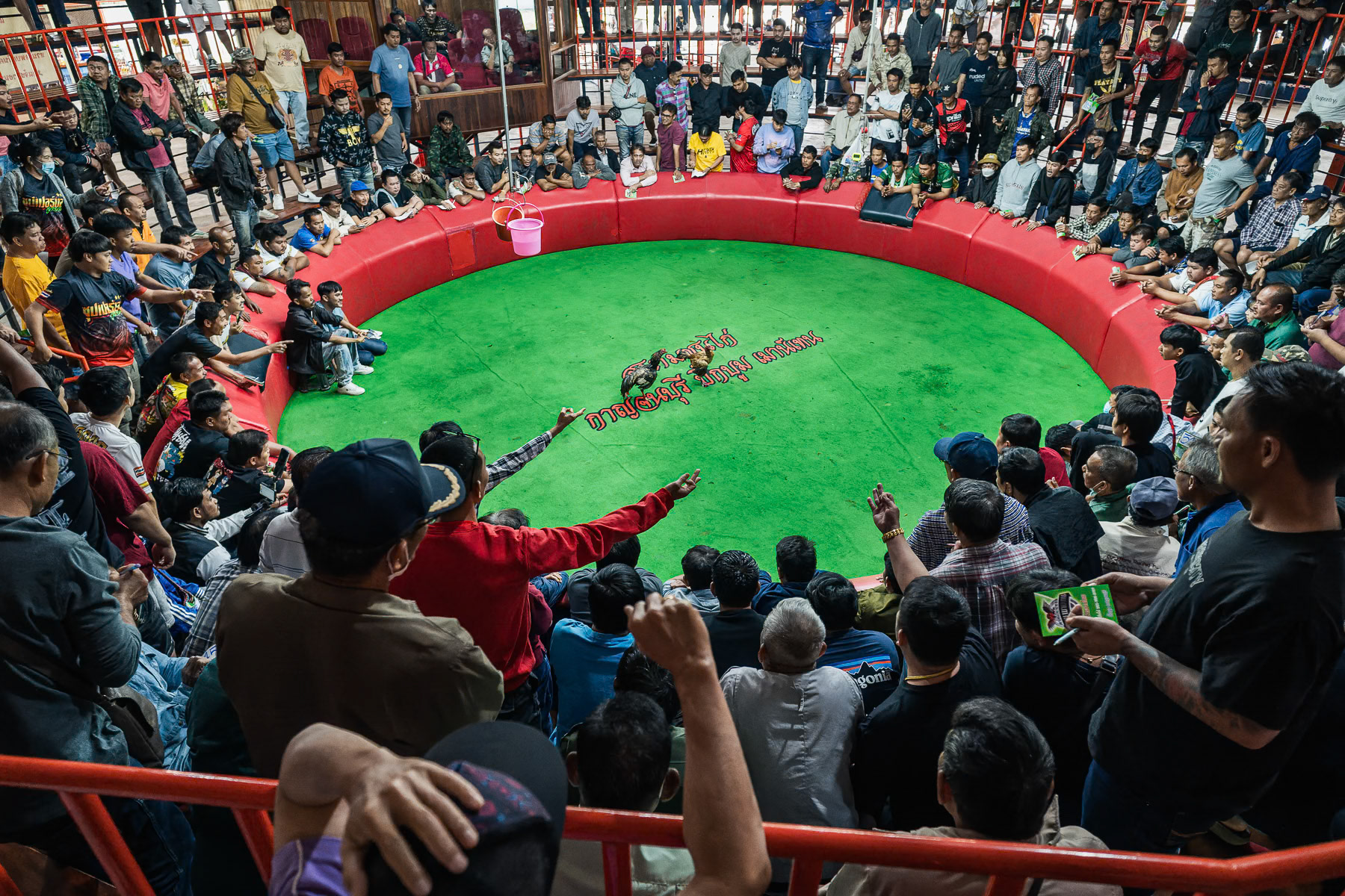 A competitive rooster fight. The fight ends once one of the roosters stops fighting during the three rounds of 22 minutes. Important amounts of money are involved for the winner and spectators betting. Kanchanaburi stadium, Thailand, January 2025