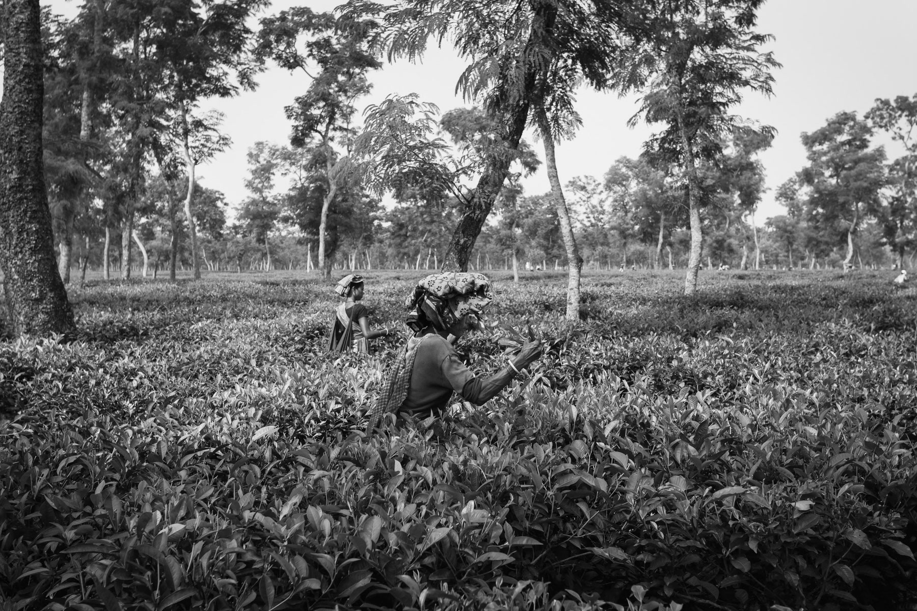 Women working in the Srimangal tea fields, Bangladesh, September 2014