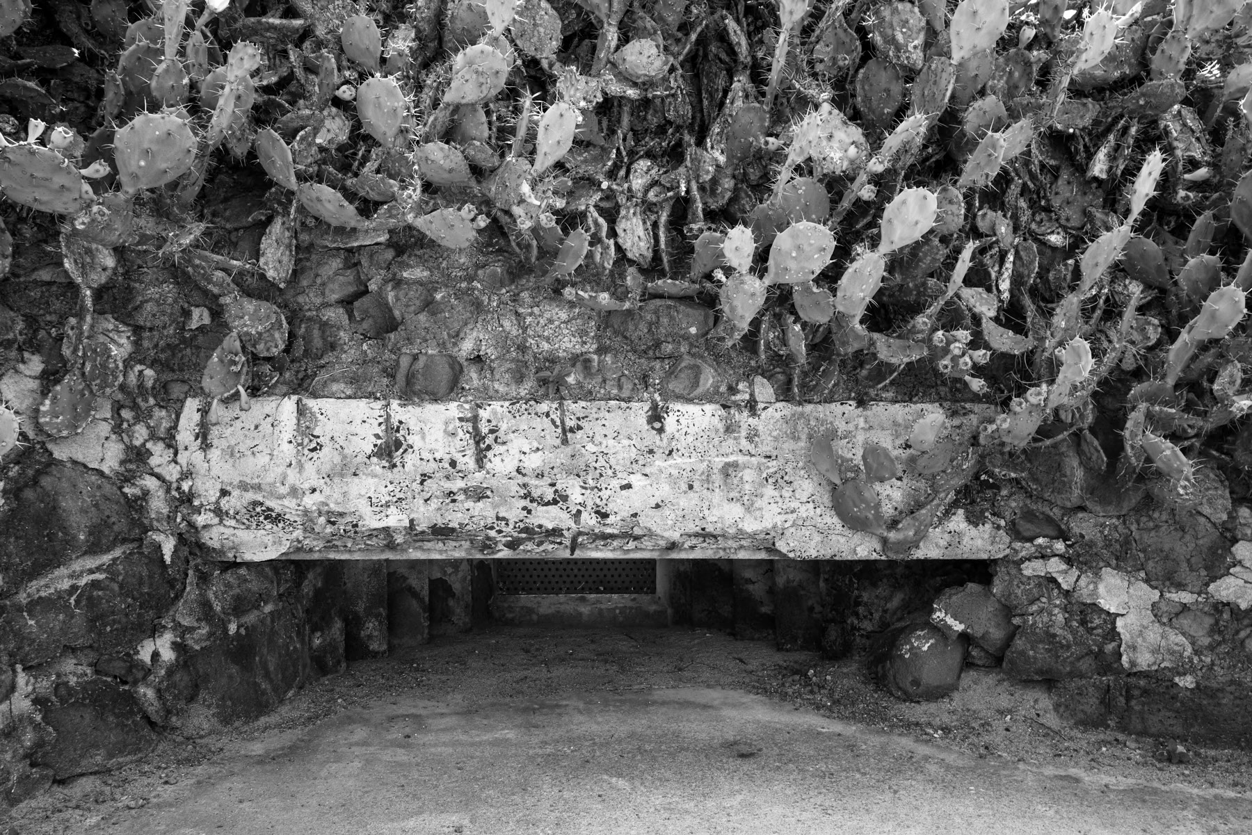 Old coastal bunker reclaimed by cactus along Penghu’s shoreline, Taiwan, October 2025.