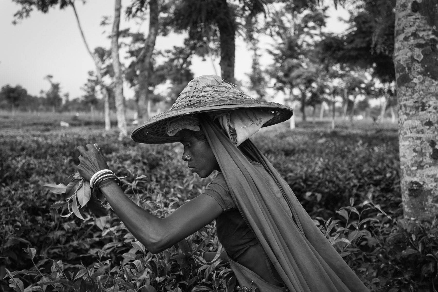 Tea picking in Bangladesh is done exclusively by women and girls of the Hindu minority. Spending more than 10 hours in the fields, they carry heavy loads of wet tea leaves several times a day to the processing plants. One day of work is paid well below one dollar. The villages where they live are part of the tea estates. Tea estates have most characteristics of modern slavery. Tea harvest, Srimangal, Bangladesh, September 2014