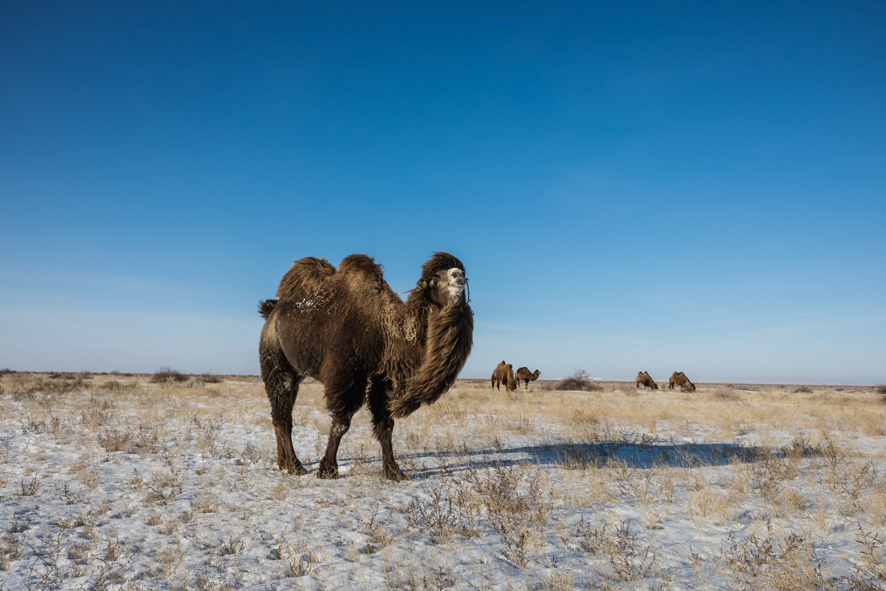 Camels with their thick fur during the cold winter in the Steppe around the Aral Sea. Zhalanash, Kazakhstan, January 2019