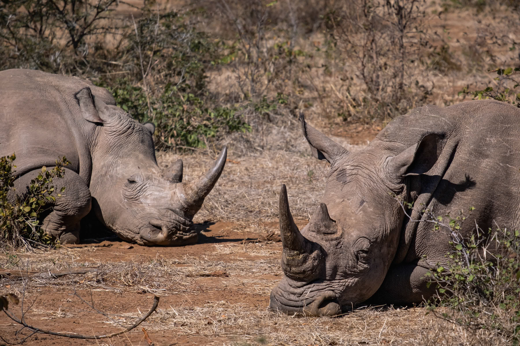 White rhinos in a 24/7 protected area within a National Park. Zambia had forty years ago over 12,000 rhinos, in 1998 they were declared extinct due to rampant poaching. To this day rhino horn fetch more than 10,000 usd on the black market with China as a primary destination. Only eight white rhinos remain in the park and are guarded by armed rangers 24/7. Mosi-Oa-Tunya National Park, Zambia, June 2021