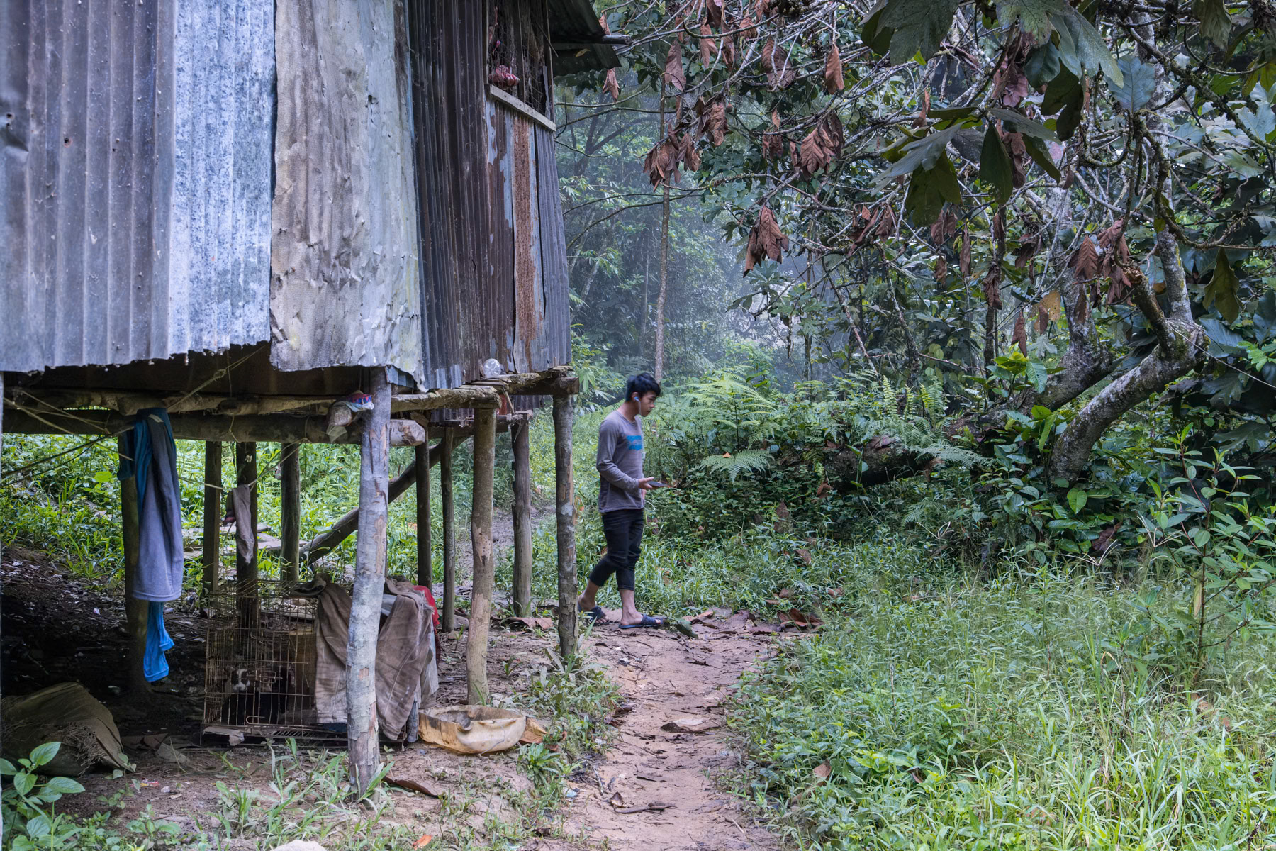 Member of the Penan tribe, an indigenous community living partly on the edge of the rainforest. During long periods the whole community also moves inside the forest to hunt, fish and collect fruit. Penan settlement, Bario, Sarawak, Borneo, Malaysia, October 2023