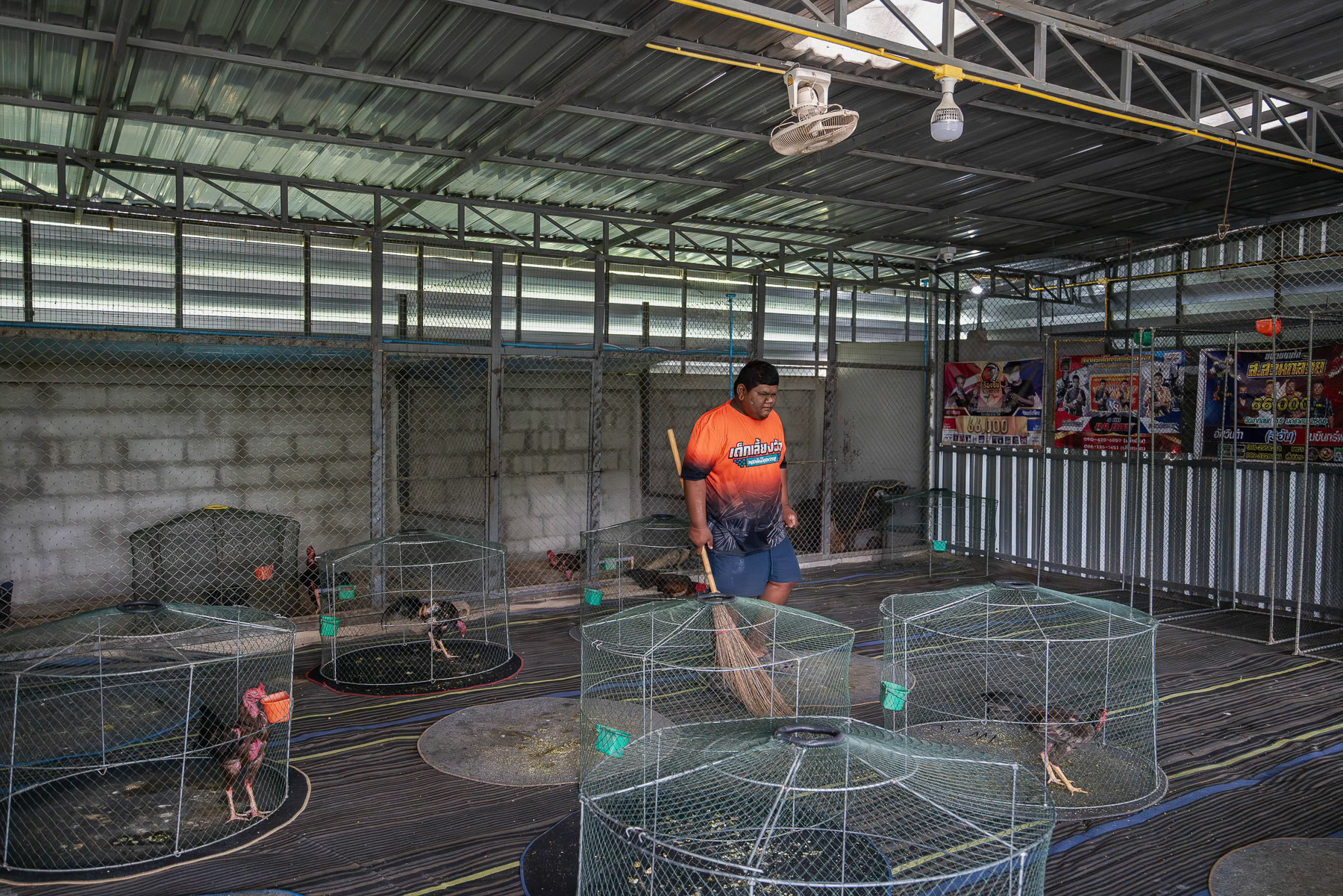 Training centre for roosters that will when ready participate in rooster fighting. Kanchanaburi, Thailand, September 2024