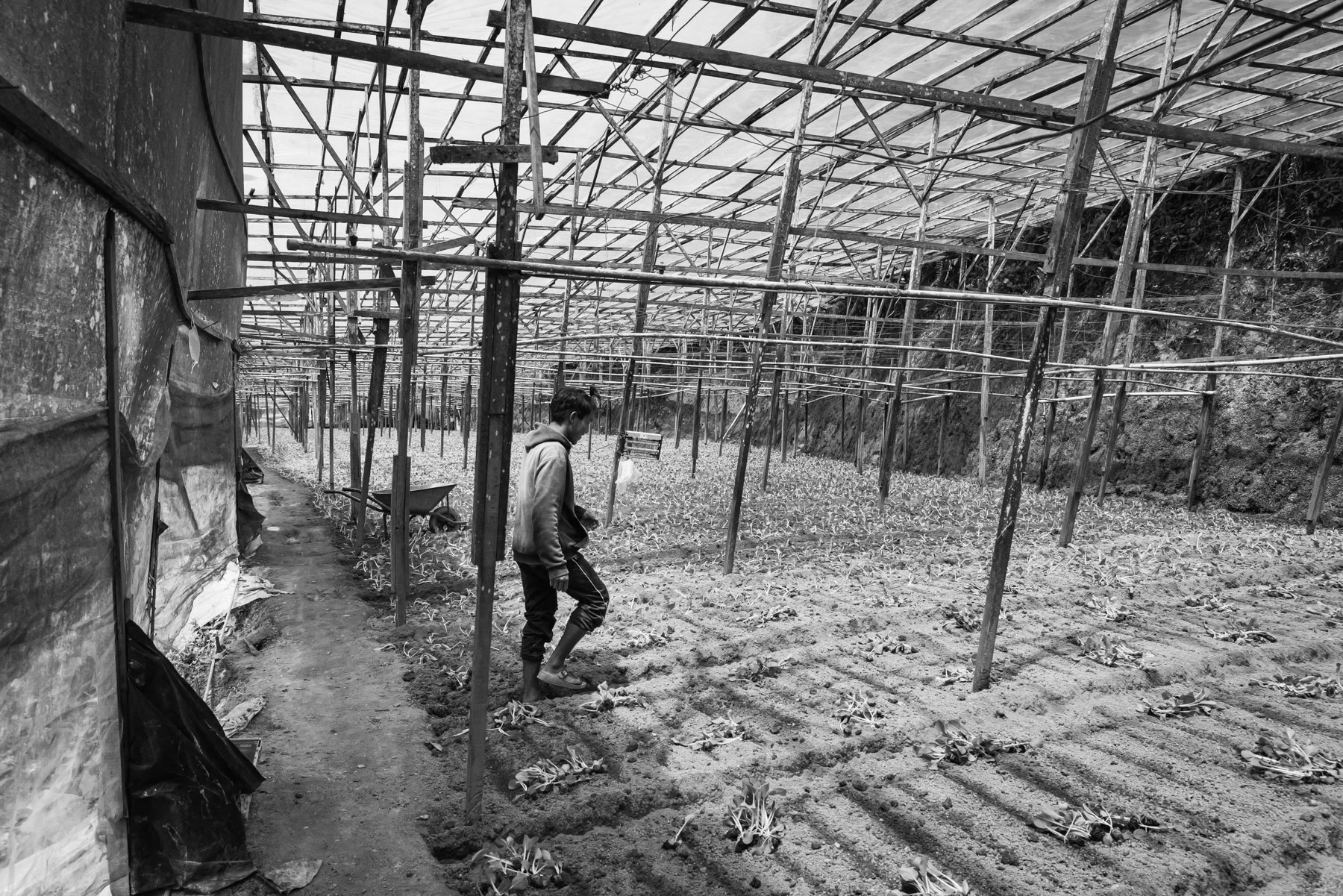 A farm worker from the Chin community in Kampung Raja, working up to 12 hours a day and earning a very low salary and at risk of being arrested for working while being a refugee. Cameron Heighlands in Pahang, Malaysia, May 2024