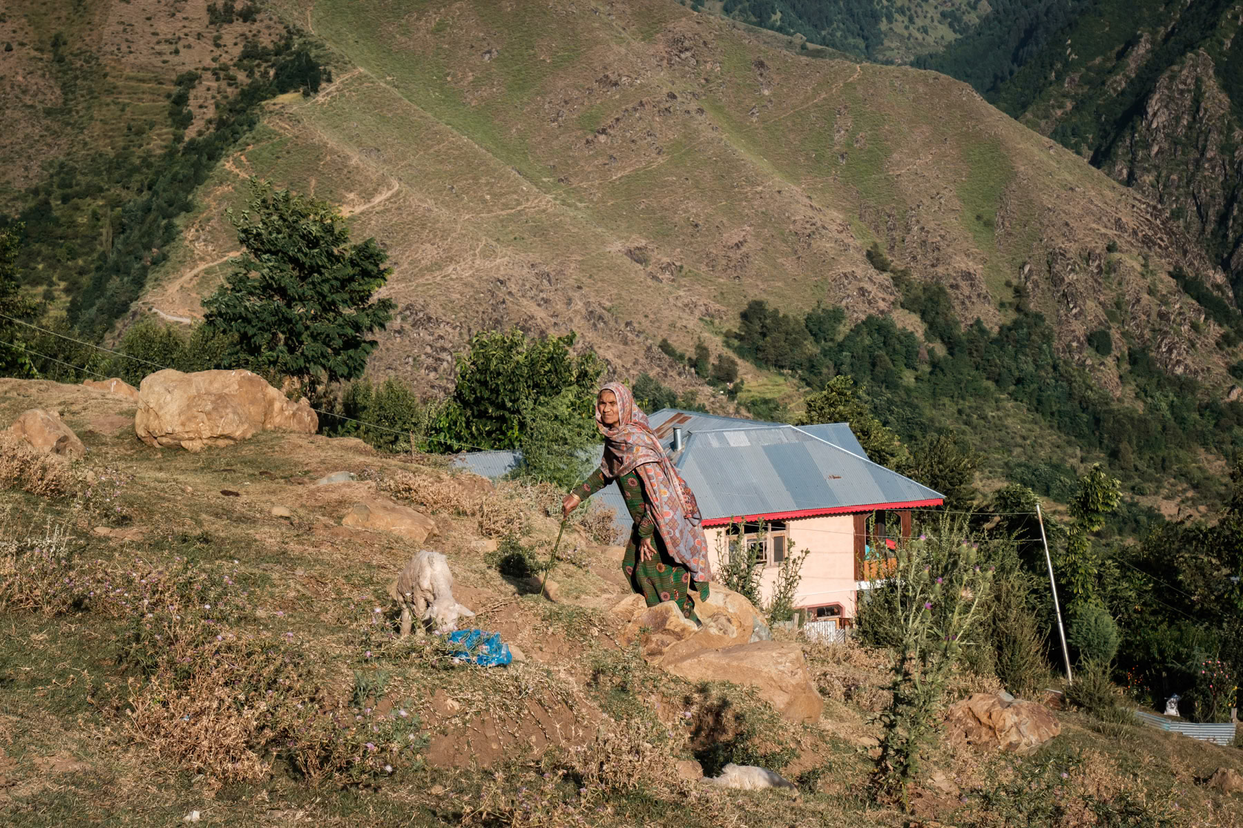 Semi nomadic Gujjar minority with their livestock in the hights above Srinagar. Faqir Gujri village, Kashmir in Indian Administrated Kashmir, September 2023