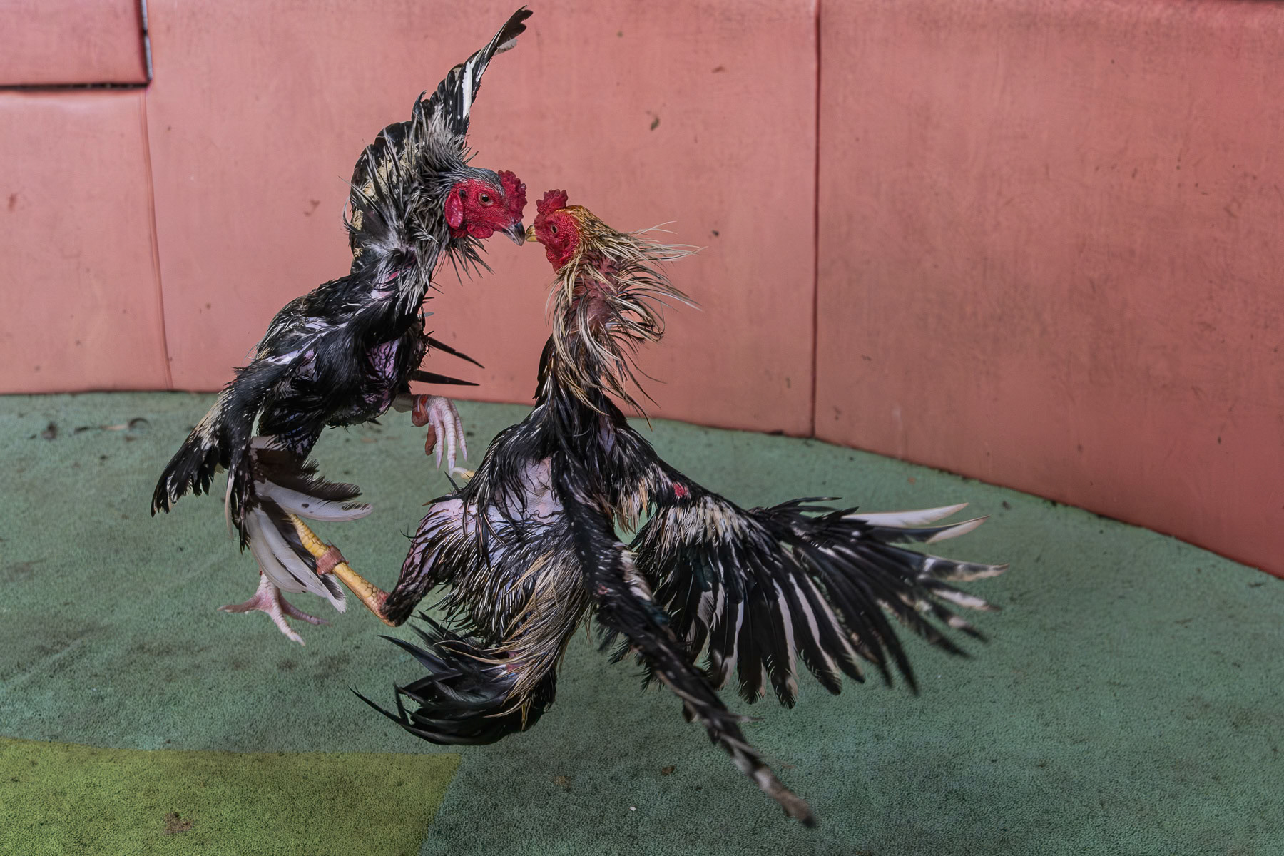 Rooster fight training. A cockfight is decided when one of the roosters runs away or starts to cry. Rooster fighting is not a dead fight as may sometimes be portrayed. Kanchanaburi, Thailand, September 2024