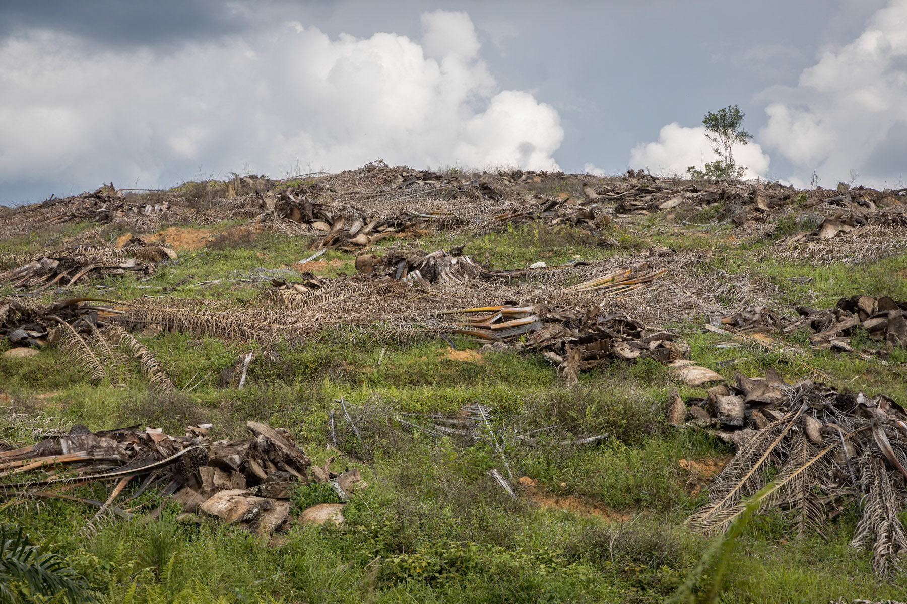 Cleared land for a palm oil plantation that is replacing primary rainforest at an alarming rate, destroying eco systems and the livelihood of indigenous communities that used to live in the rainforest. Kelantan, Malaysia, June 2022