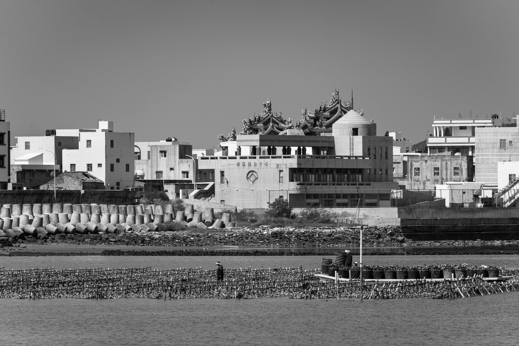 Local fishermen harvesting shellfish in the Penghu Archipelago, Taiwan, October 2025.