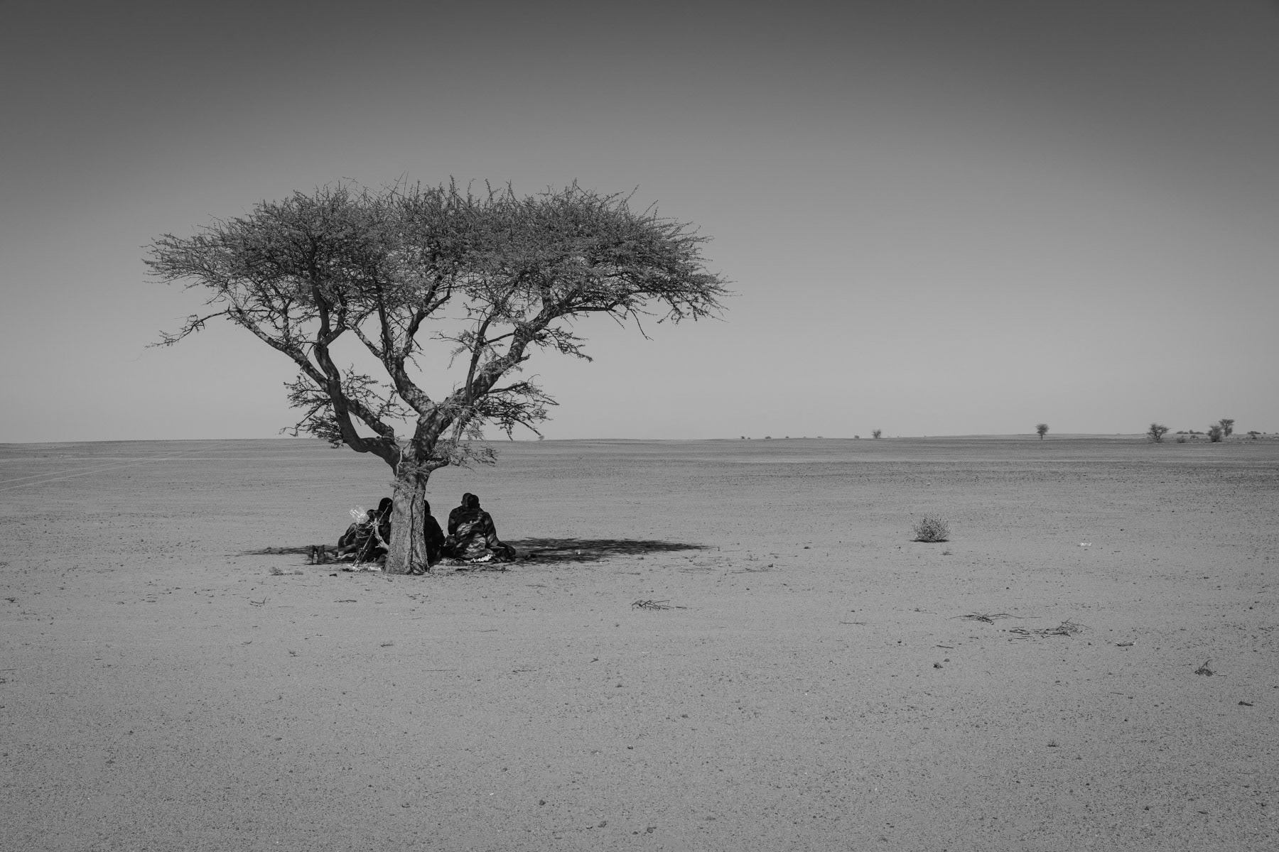 Sahrawi mobile military finding the little shade available in this hostile environment. Since October 2020 the 20 year cease-fire has been abandonned by the Polisario Front and hostilities and fire exchange have resumed between Morocco and the Polisario Front. Second military region of the Sahrawi Arab Democratic Republic, October 2021