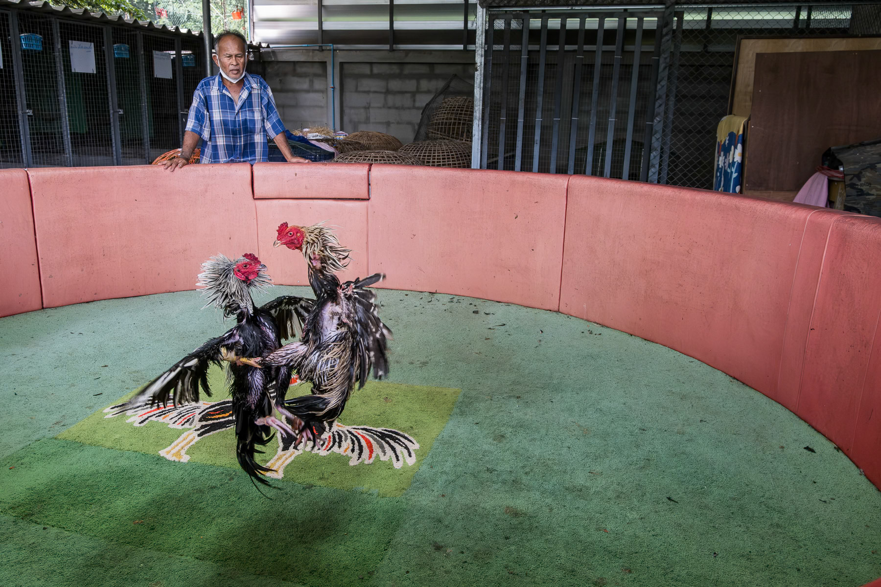 Rooster fight training. A cockfight is decided when one of the roosters runs away or starts to cry. Rooster fighting is not a dead fight as may sometimes be portrayed. Kanchanaburi, Thailand, September 2024