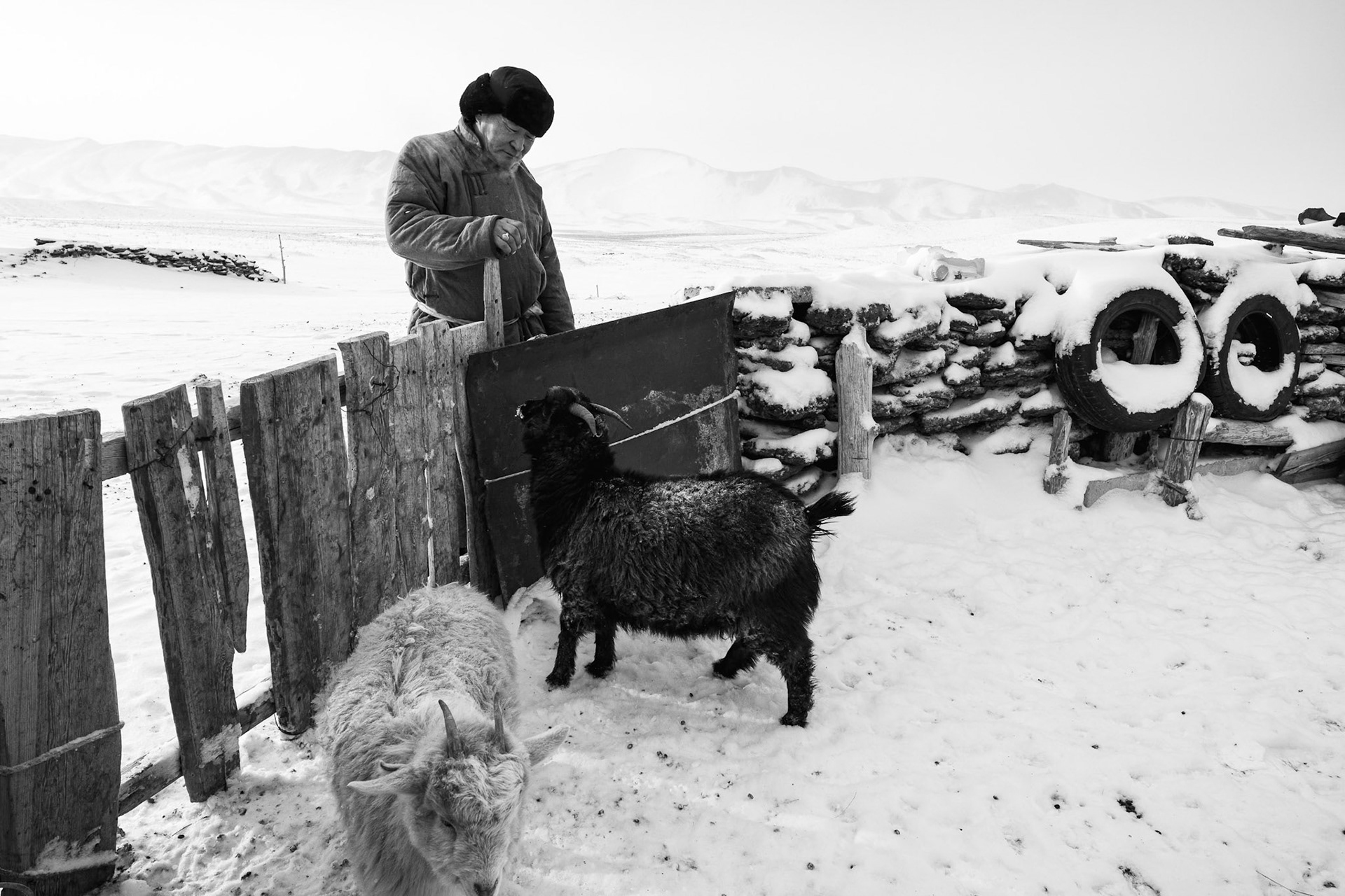 A herder preparing to check the herd in the first light of the frozen Gobi desert. Mongolia, December 2025