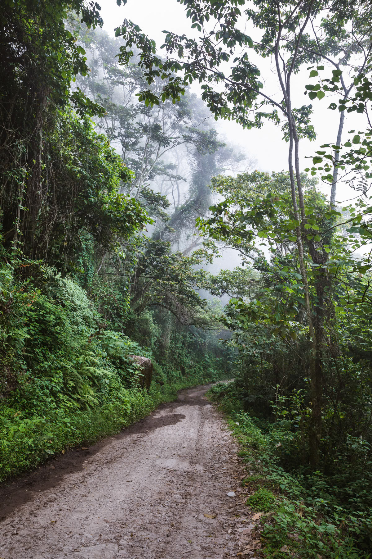 Access road to high altitude coffee plantations in the El Pital Mountains. Due to climate change and rising temperature coffee producers plant the coffee at higher altitudes sometimes higher than 2000m what would have been unimaginable 25 years ago. El Pital mountains, Los Planes in San Ignacio region, El Salvador, April 2019