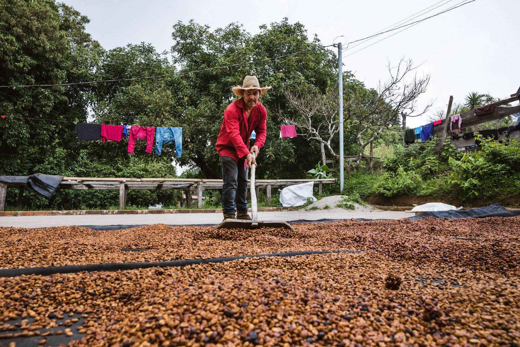 A coffee producers and his high altitude coffee harvest ready to be sold as exclusive quality. Due to climate change and rising temperature coffee producers plant the coffee at higher altitudes sometimes higher than 2000m what would have been unimaginable 25 years ago. El Pital mountains, Los Planes in San Ignacio region, El Salvador, April 2019