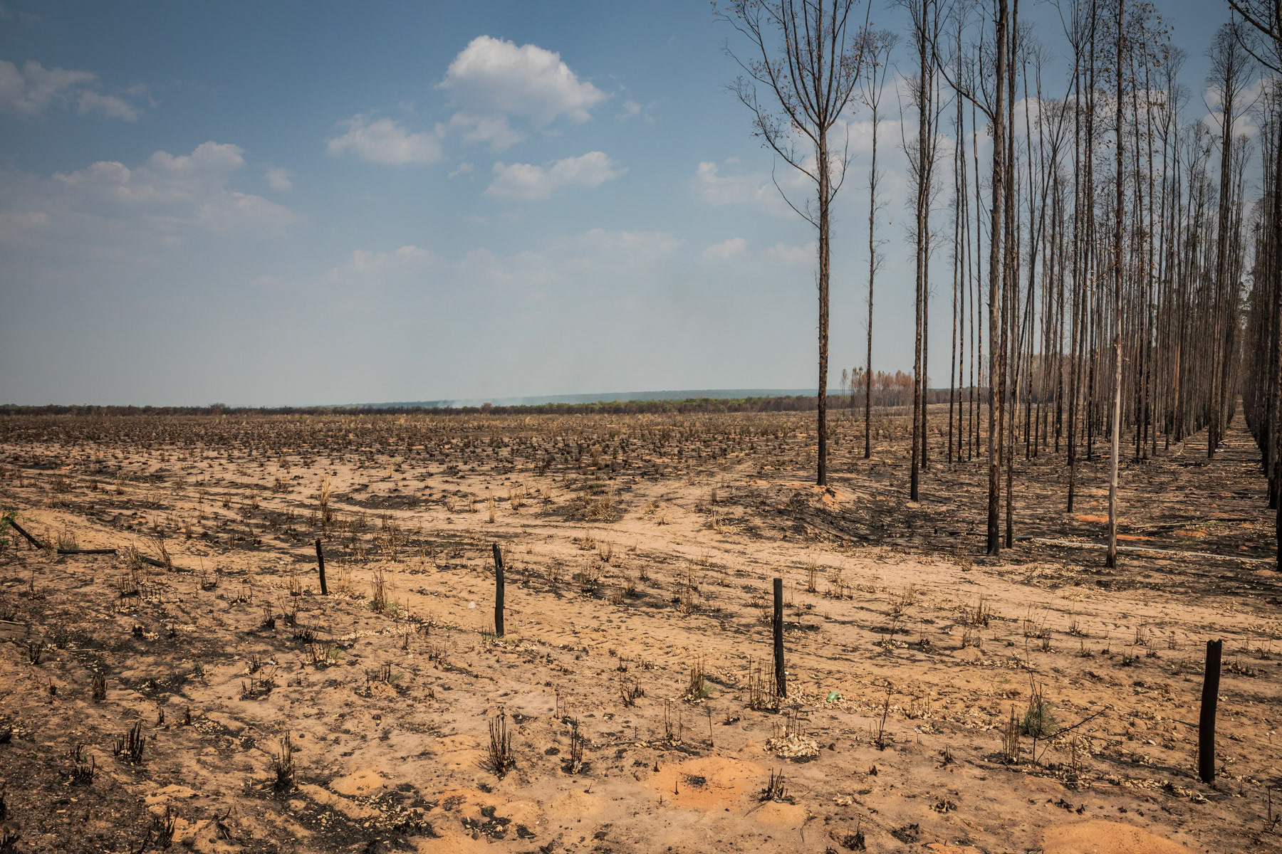 An eucalytus plantation affected by provoked bush fires while clearing land for further expansion of monoculture farming such as soybeans, cotton or cattle ranching. Road to Nova Mutun, Mato Grosso, Brazil, September 2020