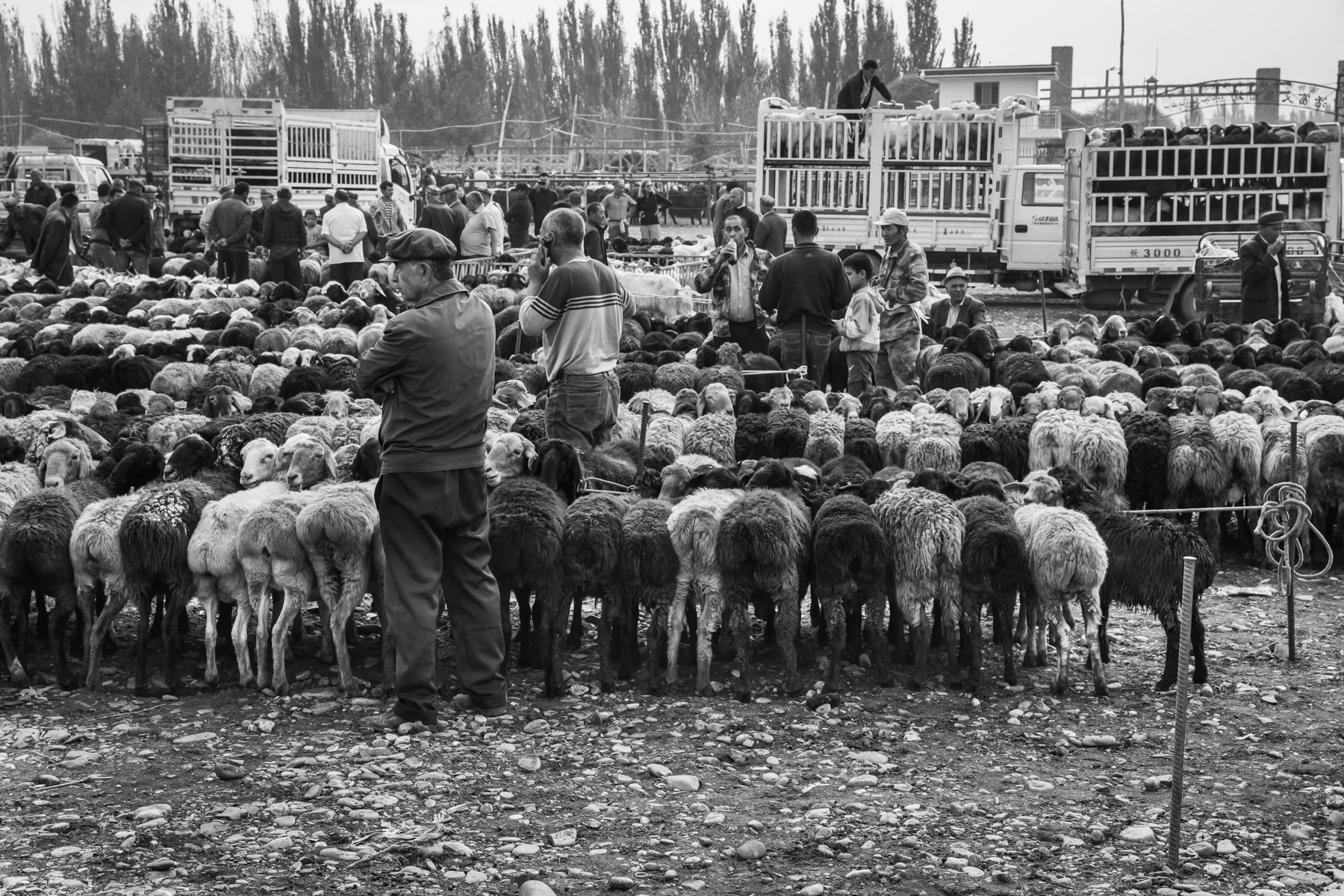 Keeping and selling livestock is a very important part of the Uyghur subsitance economy. Weekly animal market in Kashgar, Xinjiang, China, September 2019