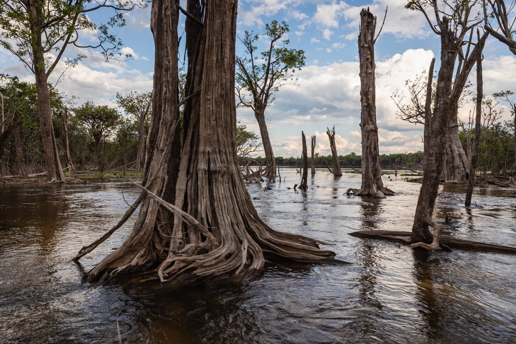 Amazonian rainforest along the Urubu river that is completely flooded from January until July. The combination of the rain season and snow melting in the Andes transforms the Amazonian rivers into lakes and floods the adjacent forests, hence these trees are submerged for nearly 6 months per year. Urubu river basin, Amazonia, Brazil, November 2020