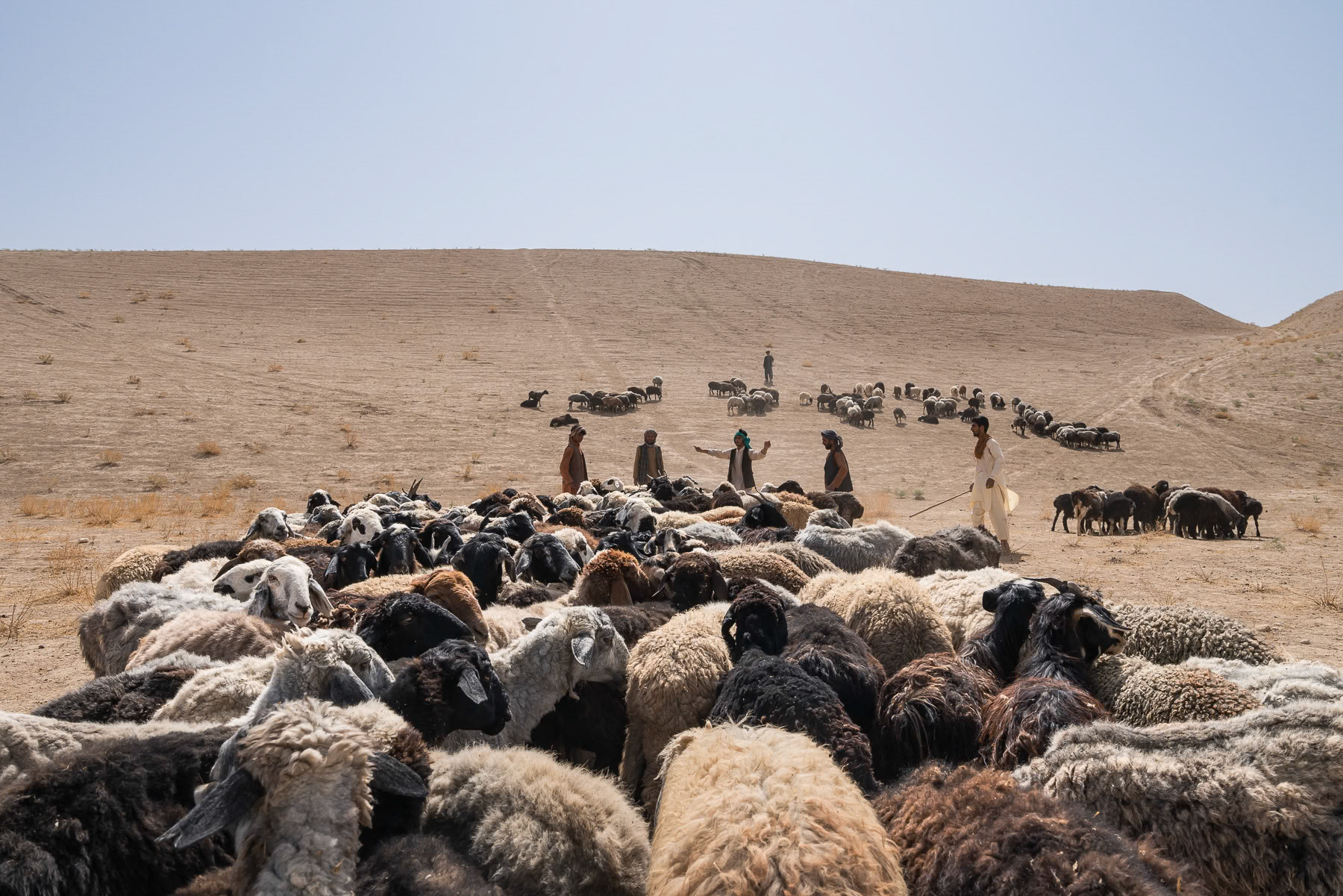 Shepherds guide their flocks across arid landscapes, tirelessly seeking patches of grass and water amidst the unforgiving environment and temperatures exceeding 48 celcius. Sulgara Valley, Balkh in northern Afghanistan, September 2024
