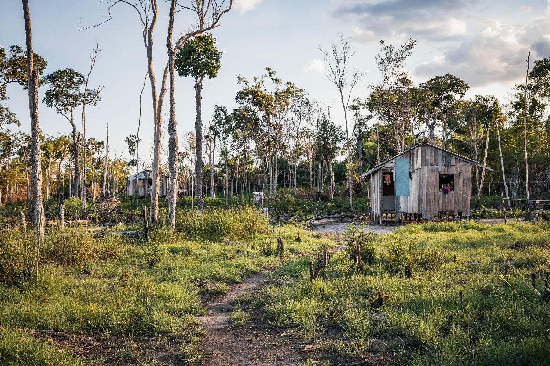 Small scale farm. Local communities would usually clear a 1000 m2 patch to build their small house and cultivate corn or maniok and keep few chickens. Part of the yield will be sold down stream in Lindoia, 2 hours away by boat. Amazonian rainforest, Amazonas state, Brazil, November 2020