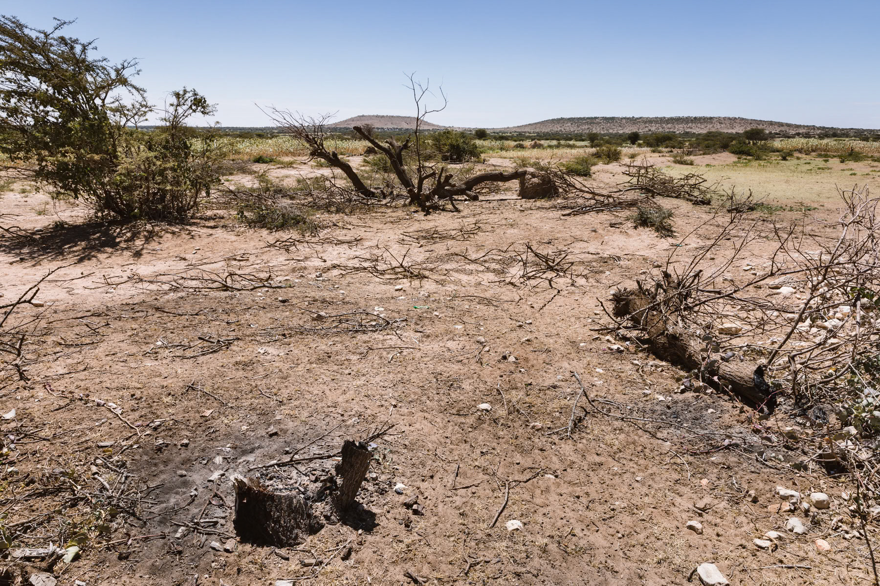Burned trees for the production of charcoal. This flourishing business has a desastrous environmental impact, accelerating the already very advanced deforastation and further endangering pastoralism. Abaarso village in Hargeisa Region, Somaliland, October 2017