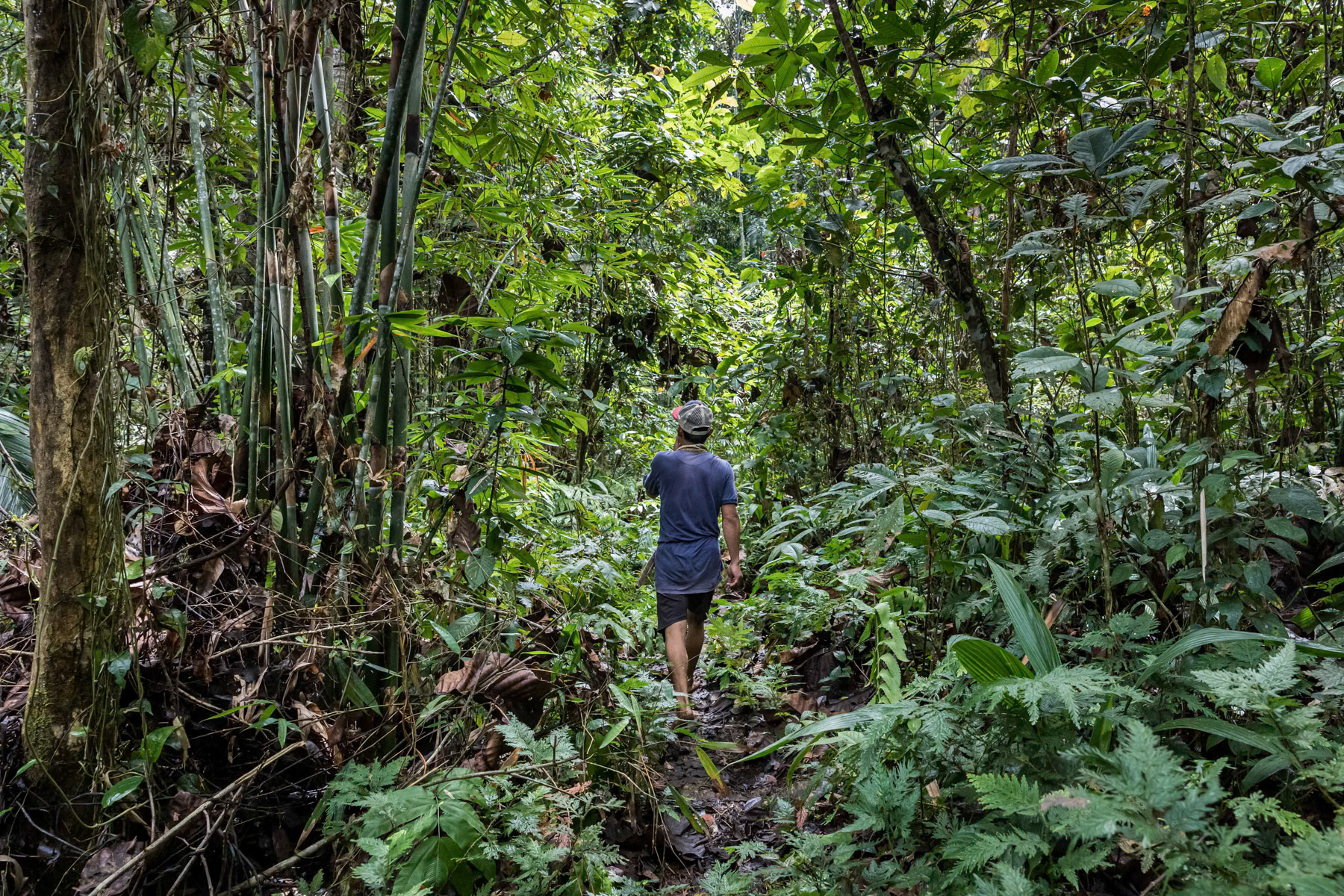 Member of the Orang Ulu or indigenous people from the interior of Sarawak walking through deep tropical rainforest to go hunting and fruit picking for several days. Sarawak in Malaysian Borneo, Malaysia, February 2020