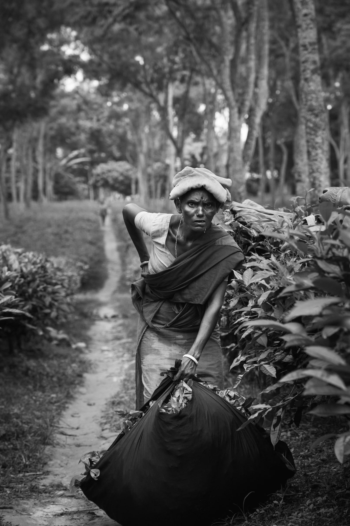 Woman and her tea harvest, Srigobindopur Tea Estate, Srimangal, Bangladesh, September 2014