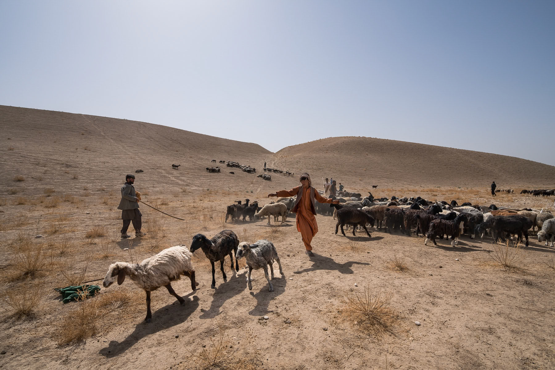 Shepherds guide their flocks across arid landscapes, tirelessly seeking patches of grass and water amidst the unforgiving environment and temperatures exceeding 48 celcius. Sulgara Valley, Balkh in northern Afghanistan, September 2024