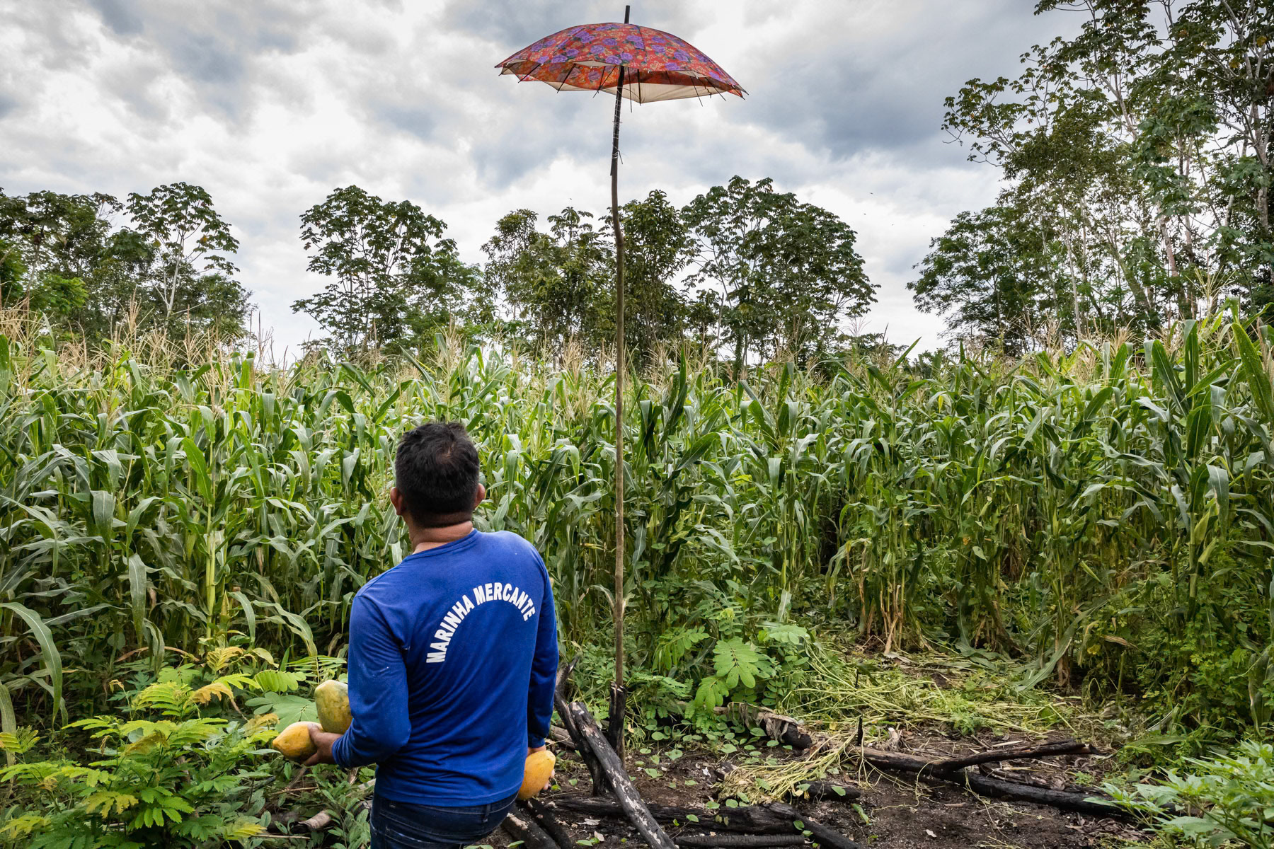 Small scale corn field along the Amazon river. Local communities would usually clear a 1000 m2 patch to build their low key habitat and cultivate corn or maniok and keep few chickens. Part of the yield will be sold upstream on the market in Tefé city. Porto São Francisco, Amazonas state, Brazil, October 2020