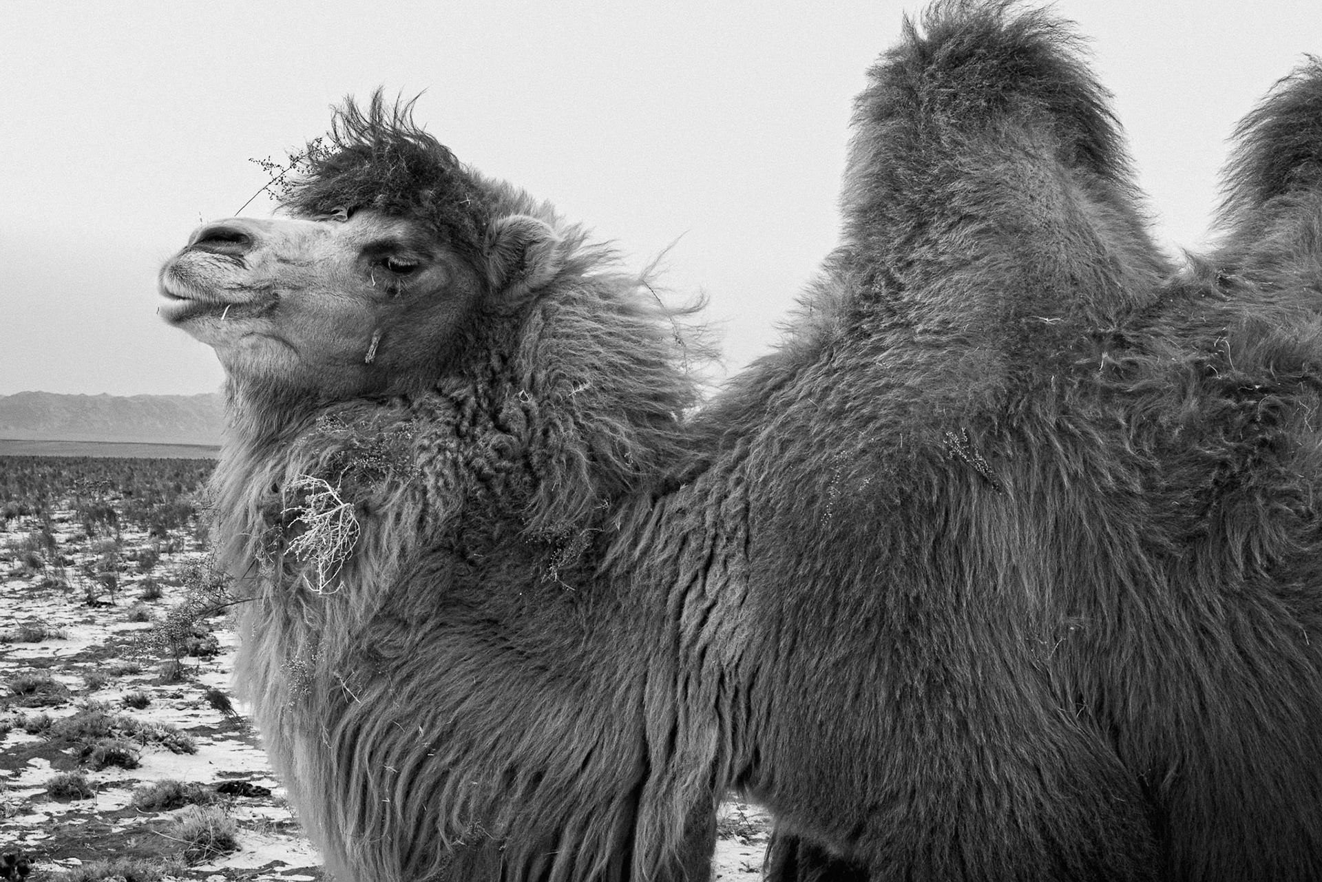 A close-up of a camel’s thick winter coat, essential for surviving -40°C temperatures. Gobi desert, Mongolia, December 2025
