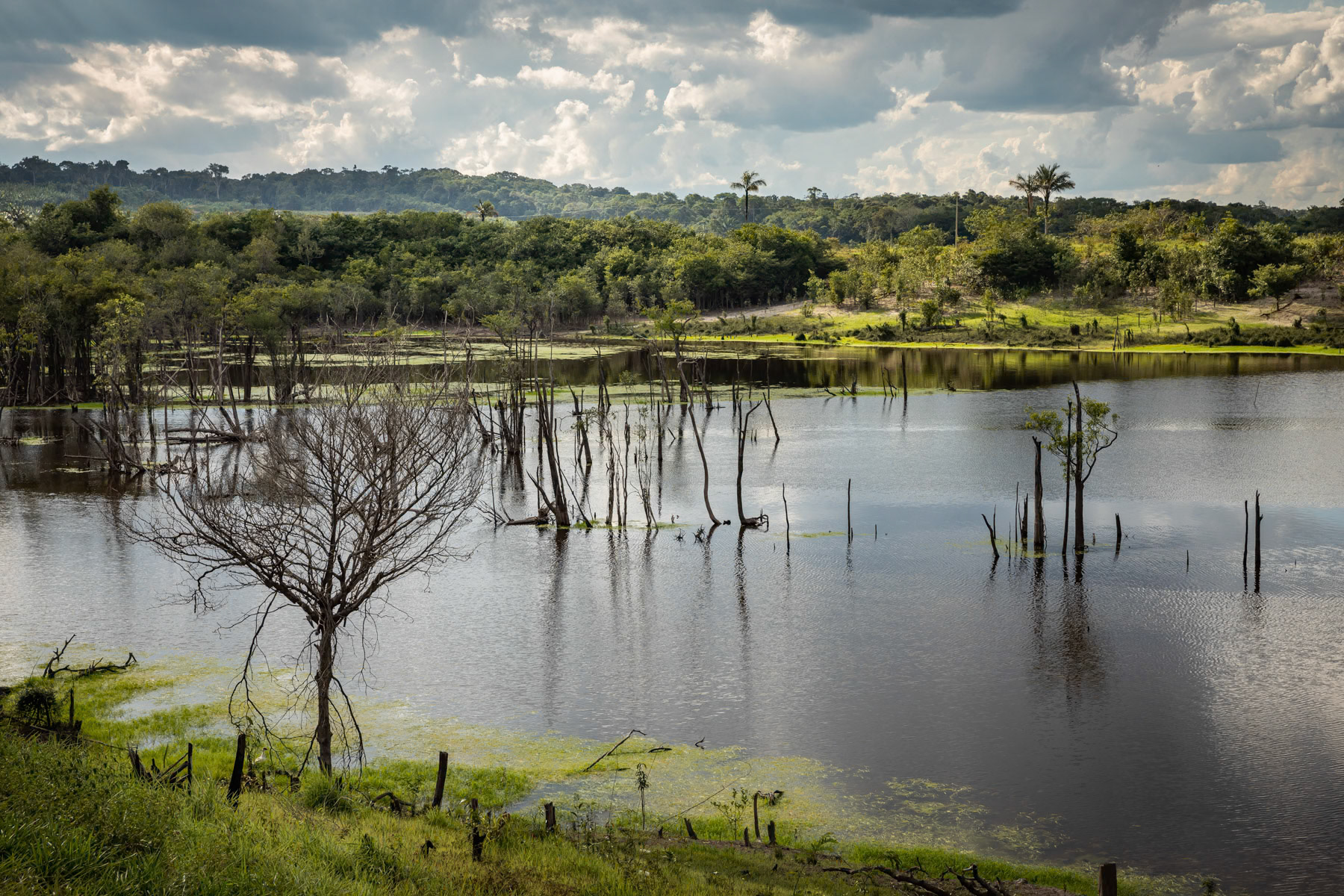 Amazonian rainforest along the Urubu river that is completely flooded from January until July. The combination of the rain season and snow melting in the Andes transforms the Amazonian rivers into lakes and floods the adjacent forests, hence these trees are submerged for nearly 6 months per year. Urubu river basin, Amazonia, Brazil, November 2020