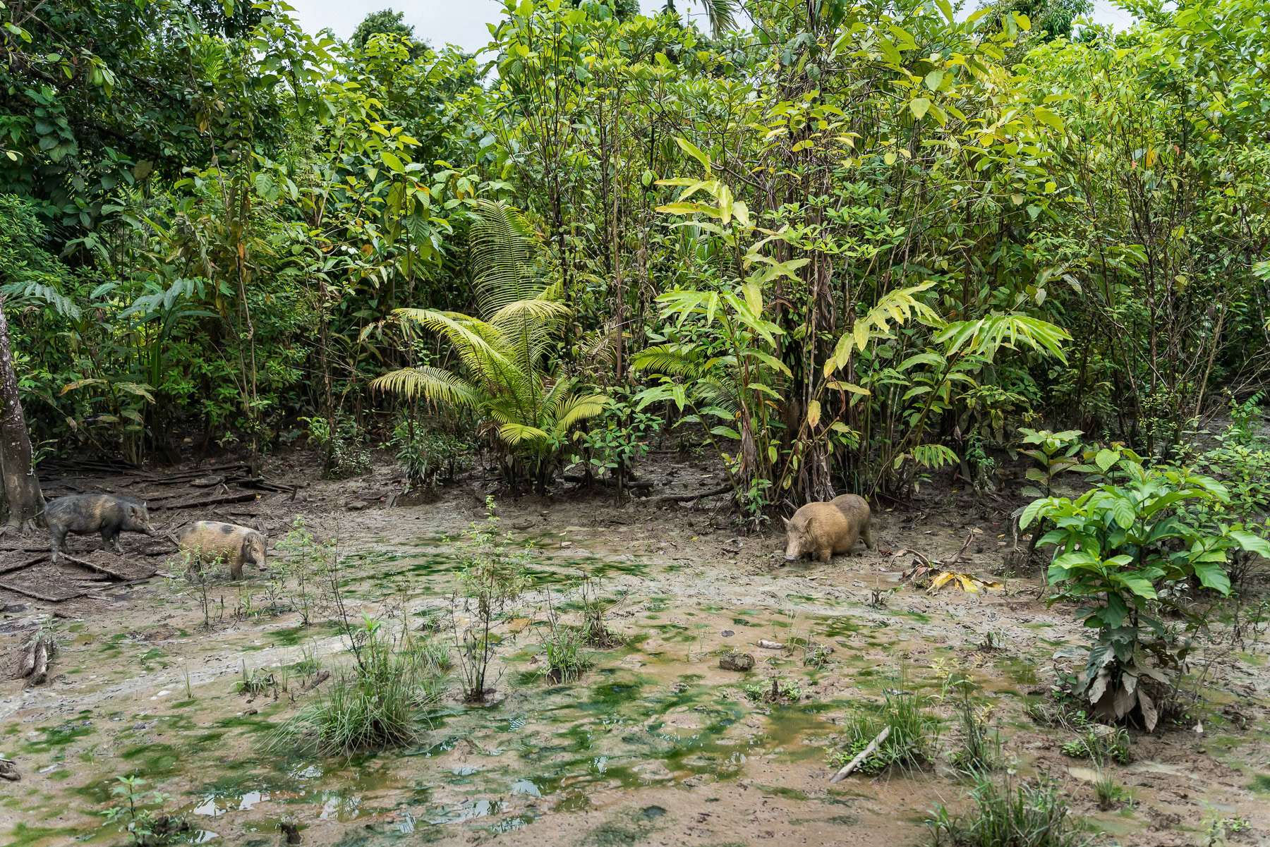 Semi wild boars, an important source of income and food for the Mentawai indigenous community of West Sumatra. Indonesia, December 2024