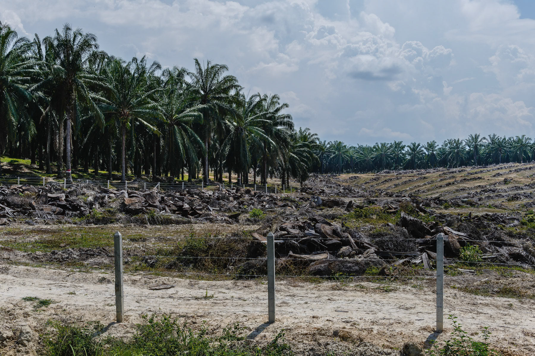 Cleared land for ever expanding palm oil plantations. This monoculture degrades rapidly the soil with frequent catastrophic landslides in the mostly hilly areas of the country. Pahang, Malaysia, June 2023