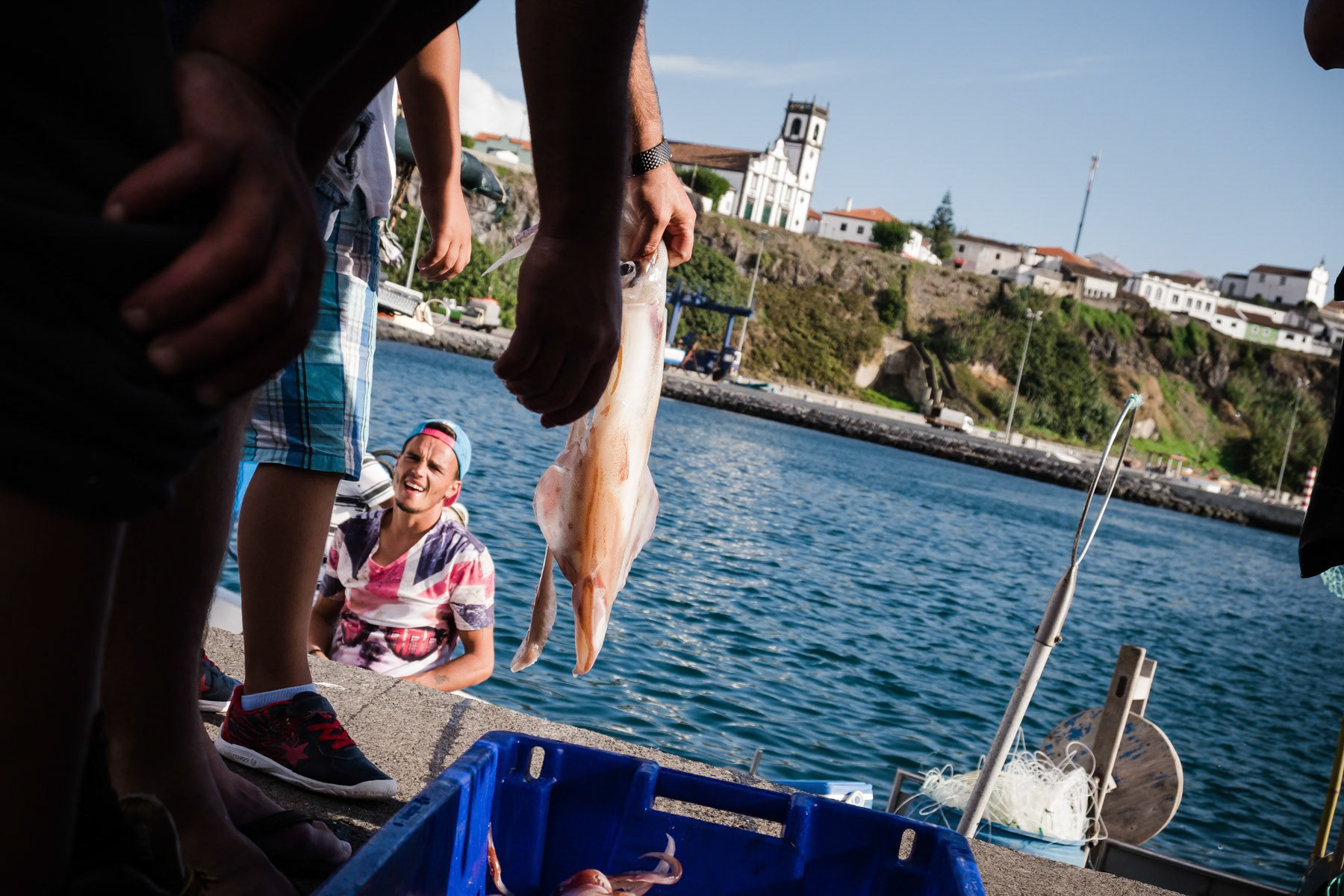 Fresh Atlantic squid. Rabo de Peixe, Azores, September 2018