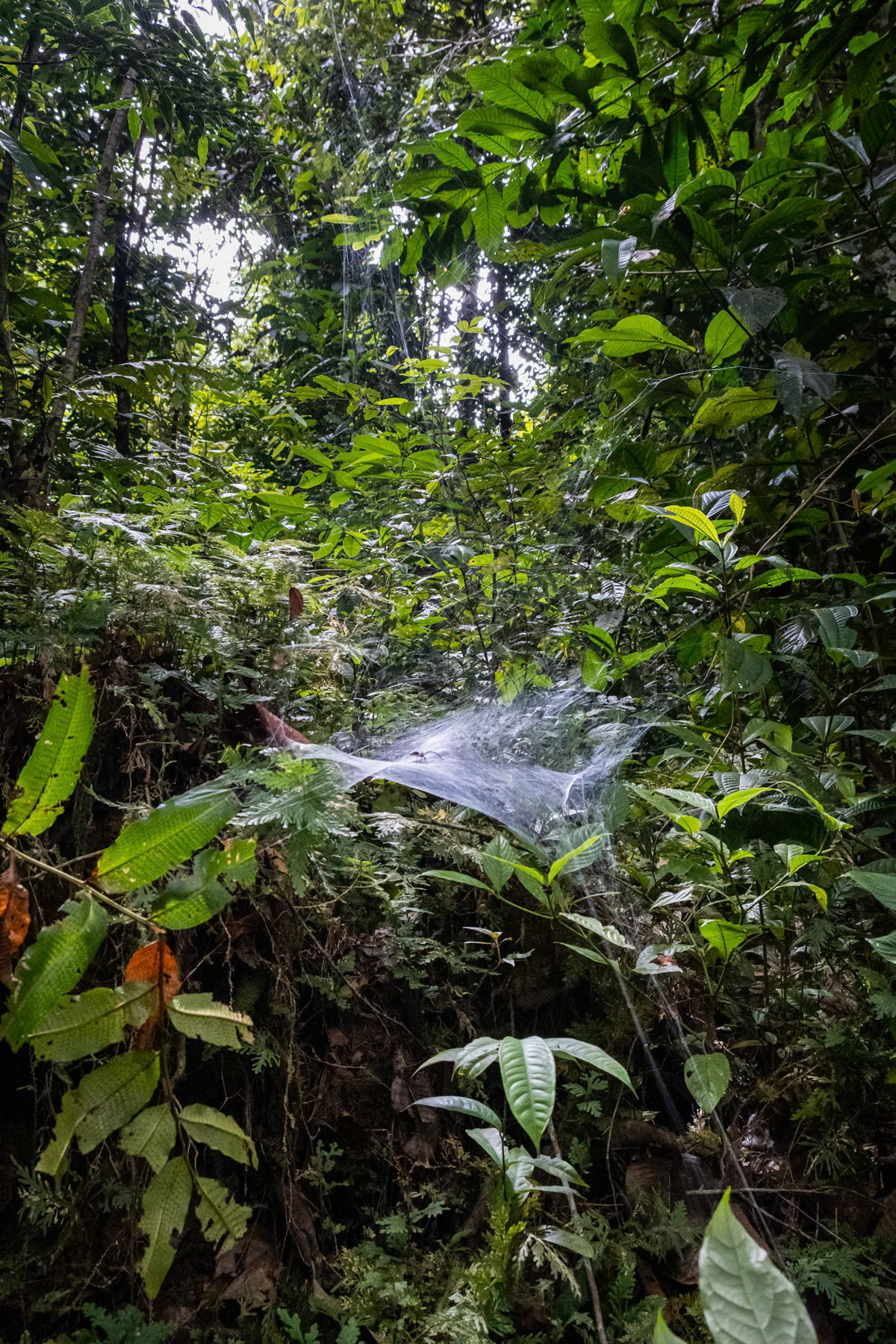 Spider web in the Amazonian rainforest of Southern Colombia. Casilla Nagra, Leticia, April 2022