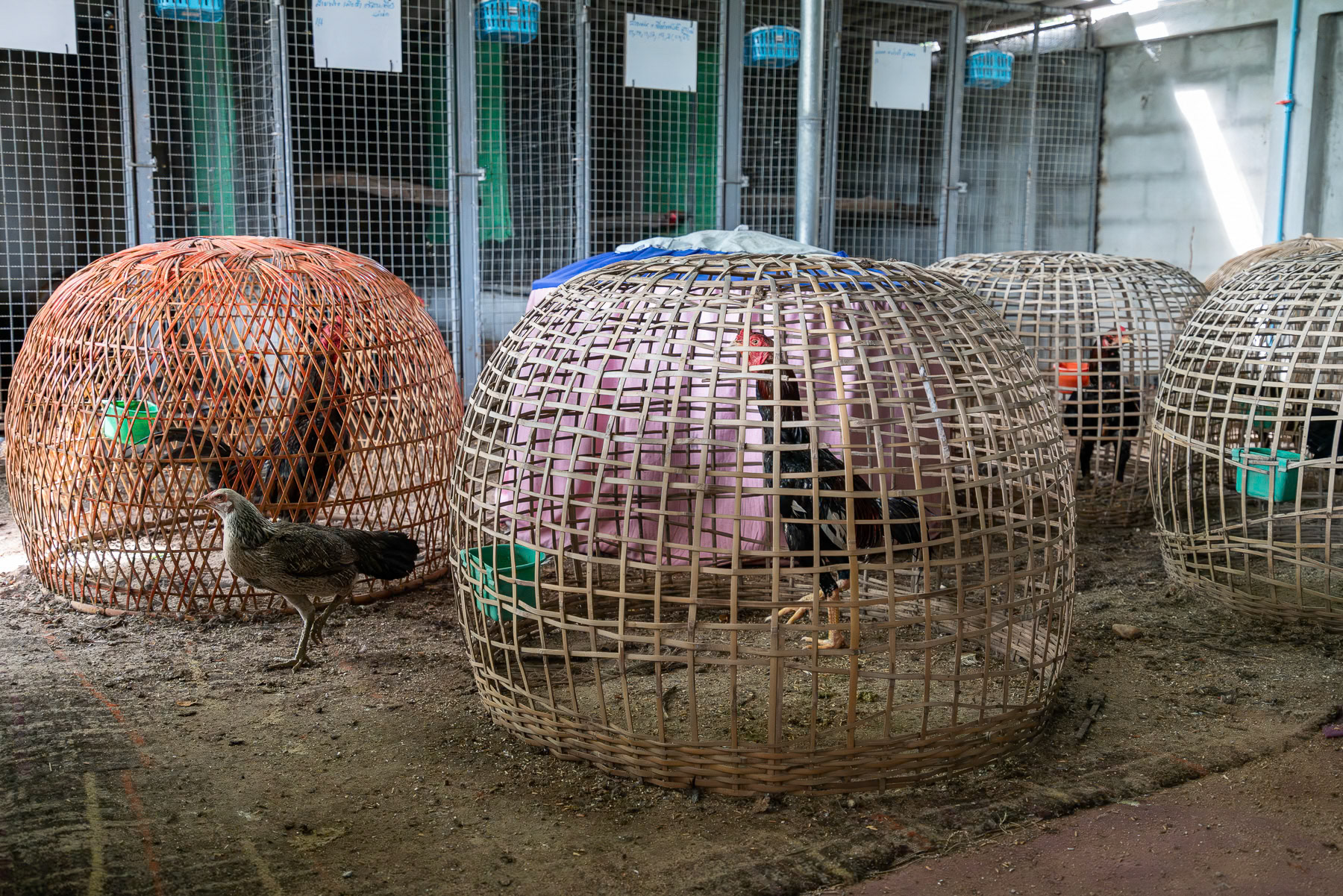 Training centre for roosters that will when ready participate in rooster fighting. Kanchanaburi, Thailand, September 2024