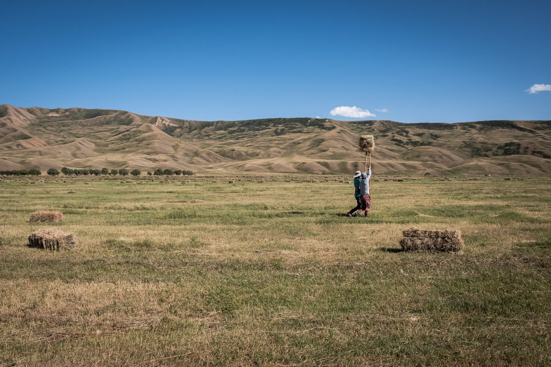 Workers carrying a haystack. The price of animal feed has substantially increased due to a persistent drought affecting all regions of Central Asia, including high altitude locations in Kyrgyzstan. Eki Naryn, Naryn region, Kyrgyzstan, August 2021