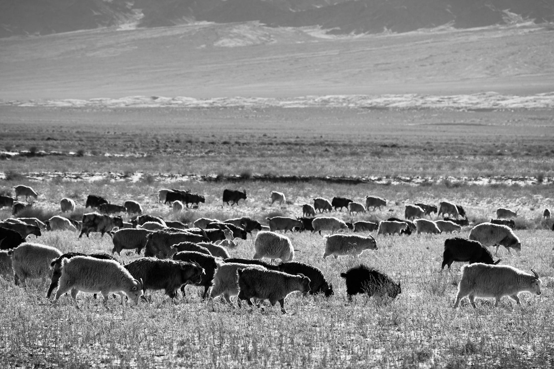 A wide view of the herd grazing on the edge of the world's most extreme desert. Gobi desert, Mongolia, December 2025
