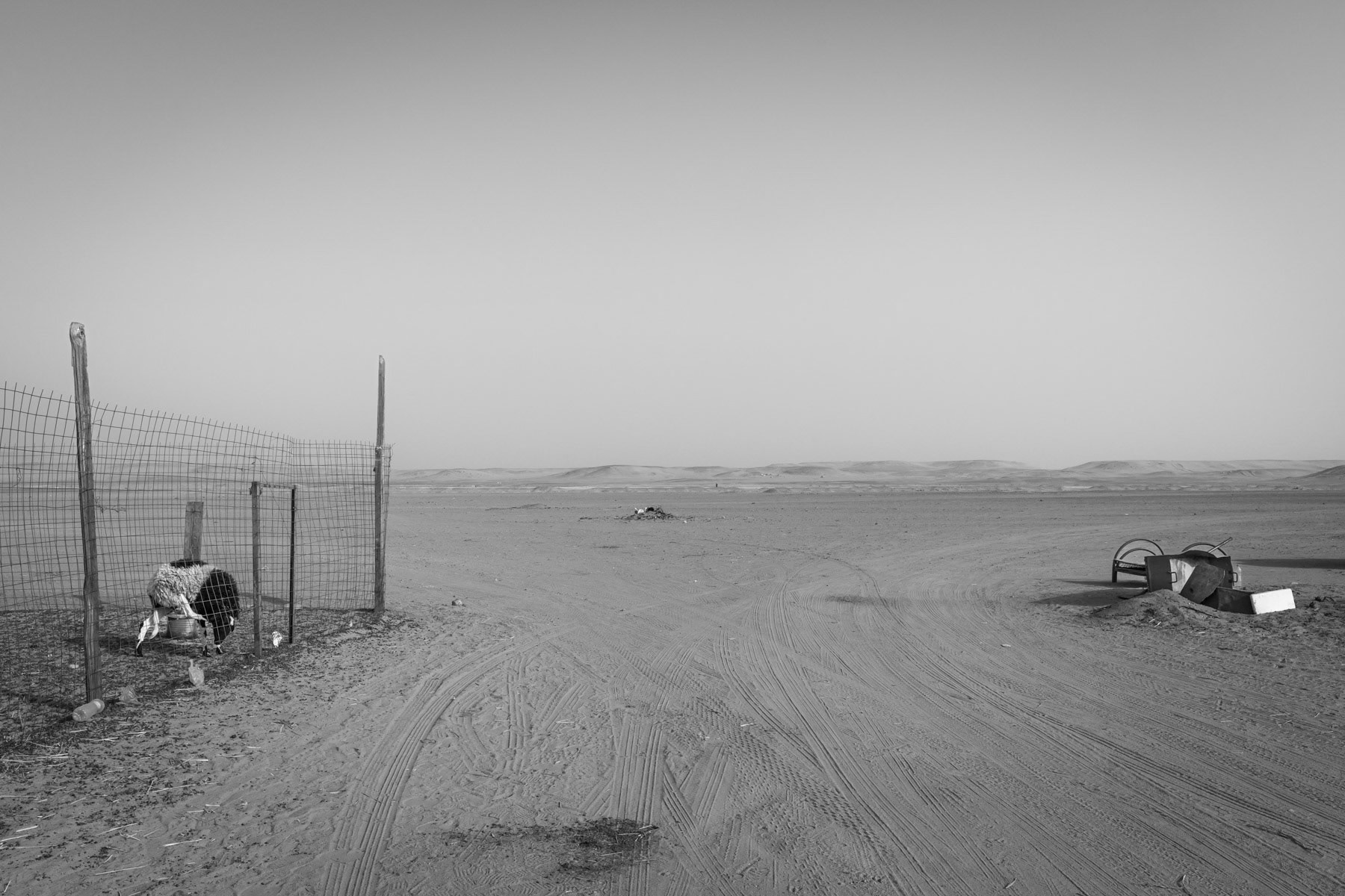 Livestock market of Boujdor Refugee Camp. Due to Covid-19 restriction and the resumption of armed conflict in the Western Sahara, available livestock and commercial exchanges with Mauritania have been severely reduced. Boujdor Refugee Camp, Algeria, October 2021