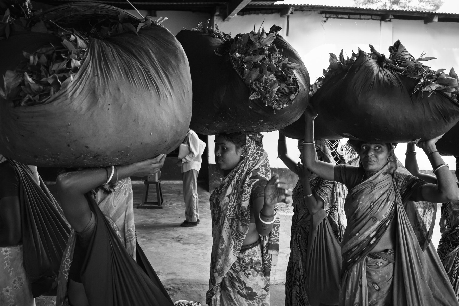 Srigobindopur tea processing plant, weighting point, Srimangal, Bangladesh, September 2014