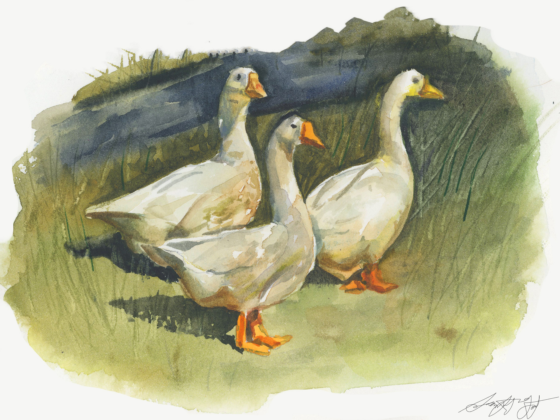 'Geese in the Spring' Watercolor