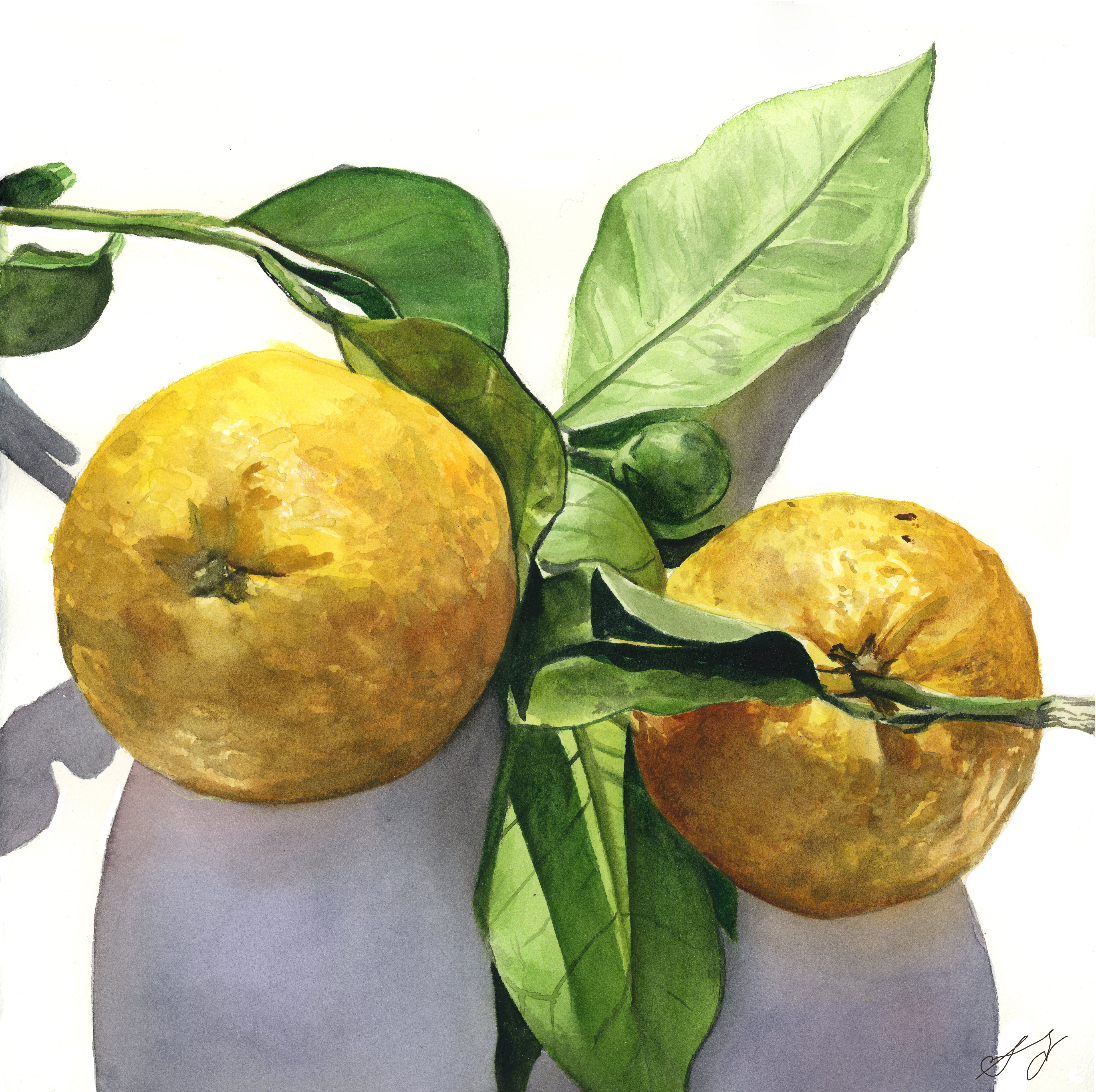 'Summer Lemons' Watercolor