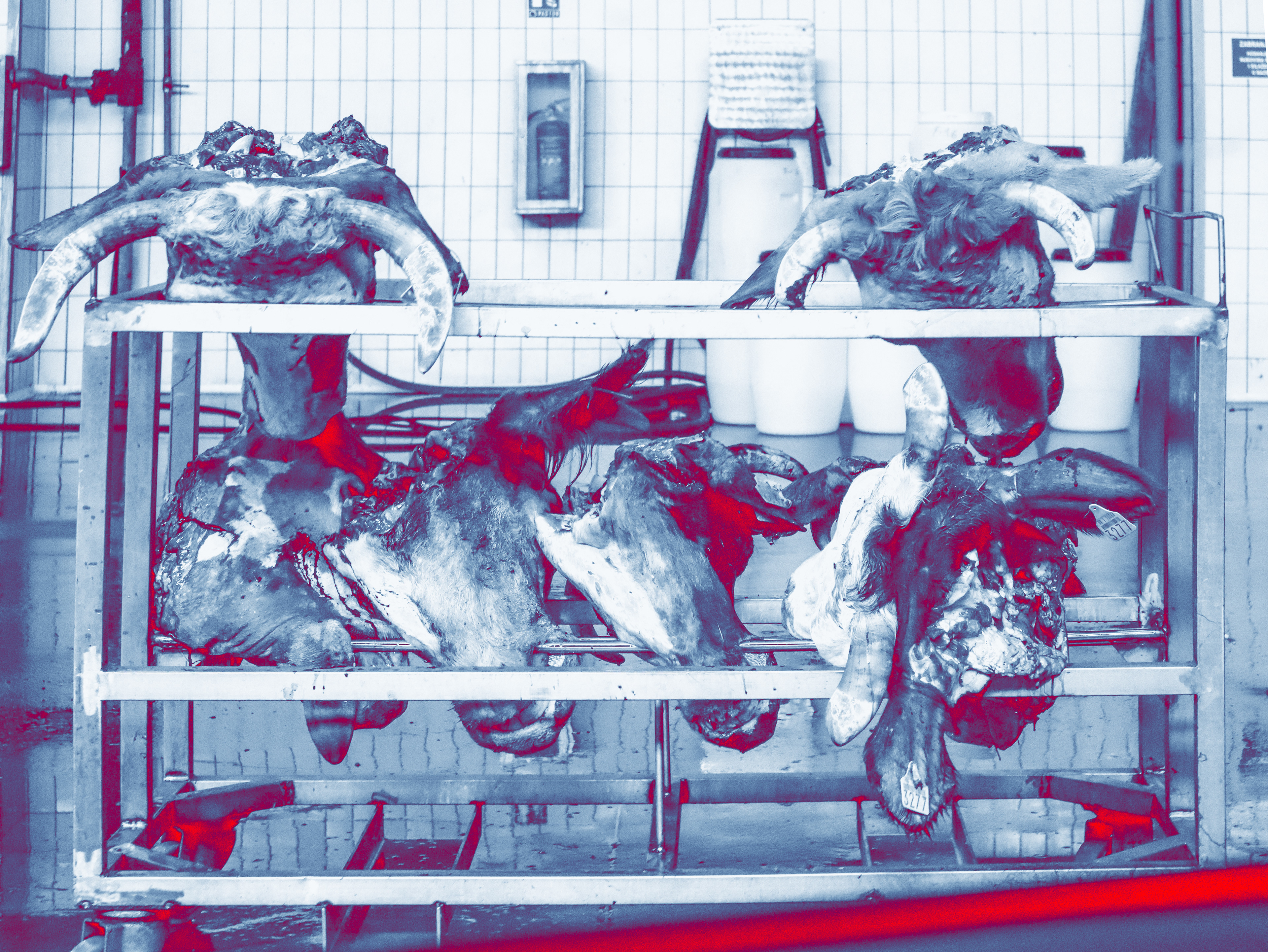 Cow madness The degenerate child of the meat industry, rendering plant; a disgusting place where we throw away corpses, bones, and everything else we consider “useless”; they are the worst product of that delusion. I don’t understand how some sane and healthy person could have come up with something like that. The stench seems to creep into every pore of the body. Forehead, hair, face, arms, and legs, all are permanently marked by the stench of hundreds of millions of poor, slaughtered animals. To make matters worse, the remnants of that industry form “protein feed,” which is used to feed pigs, poultry, dogs, and cats. Energy stagnation is like millions of blackheads clogging all pores, fertilizing, forming tumors, and eventually killing everything that lives. And then we wonder why are "our" animals dying. “All of the sudden, his tumors started to grow.” they say ignorantly and continue to feed them scrap. (scrap is too mild a word for this)